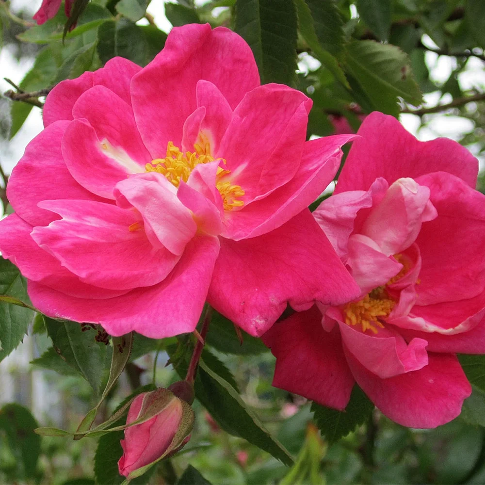 Heirloom Roses Pink Rose Plant - William Baffin Hardy Rose - Live Rose Bushes Plant For Outside