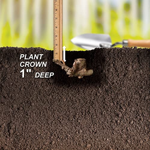 Garden State Bulb Pink and White Mixed Peony Flower Bulbs, Bare Roots (Bag of 3)