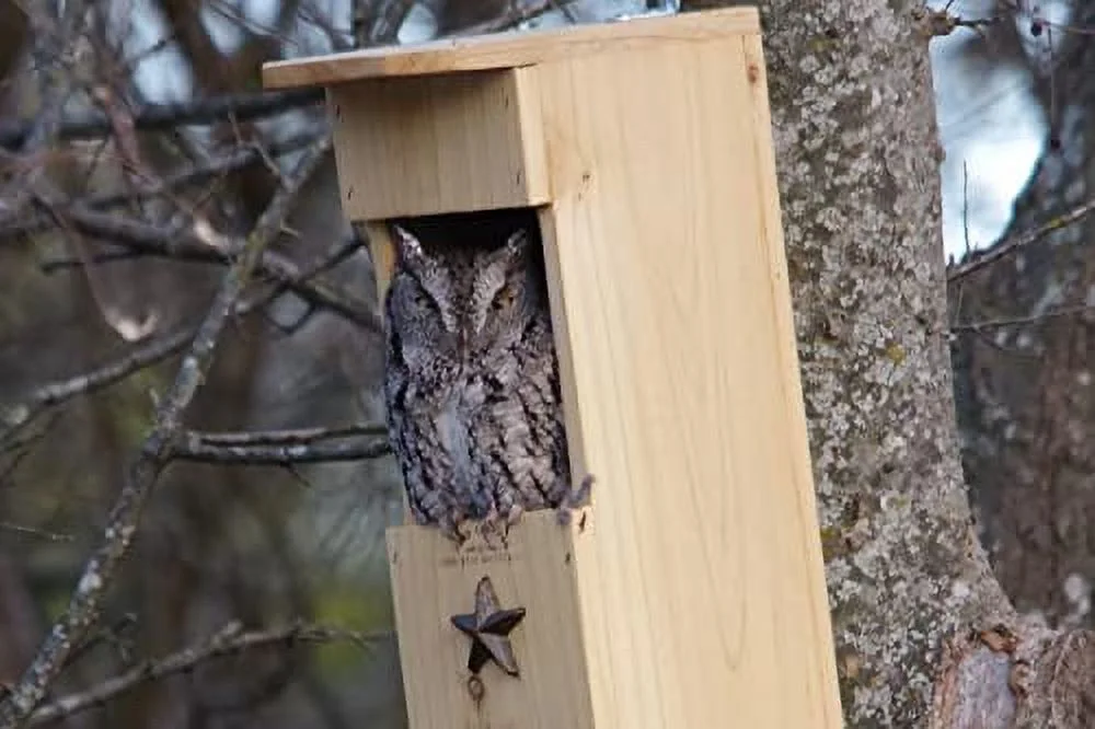 Screech Owl House - Nesting Box - Rectangular Opening