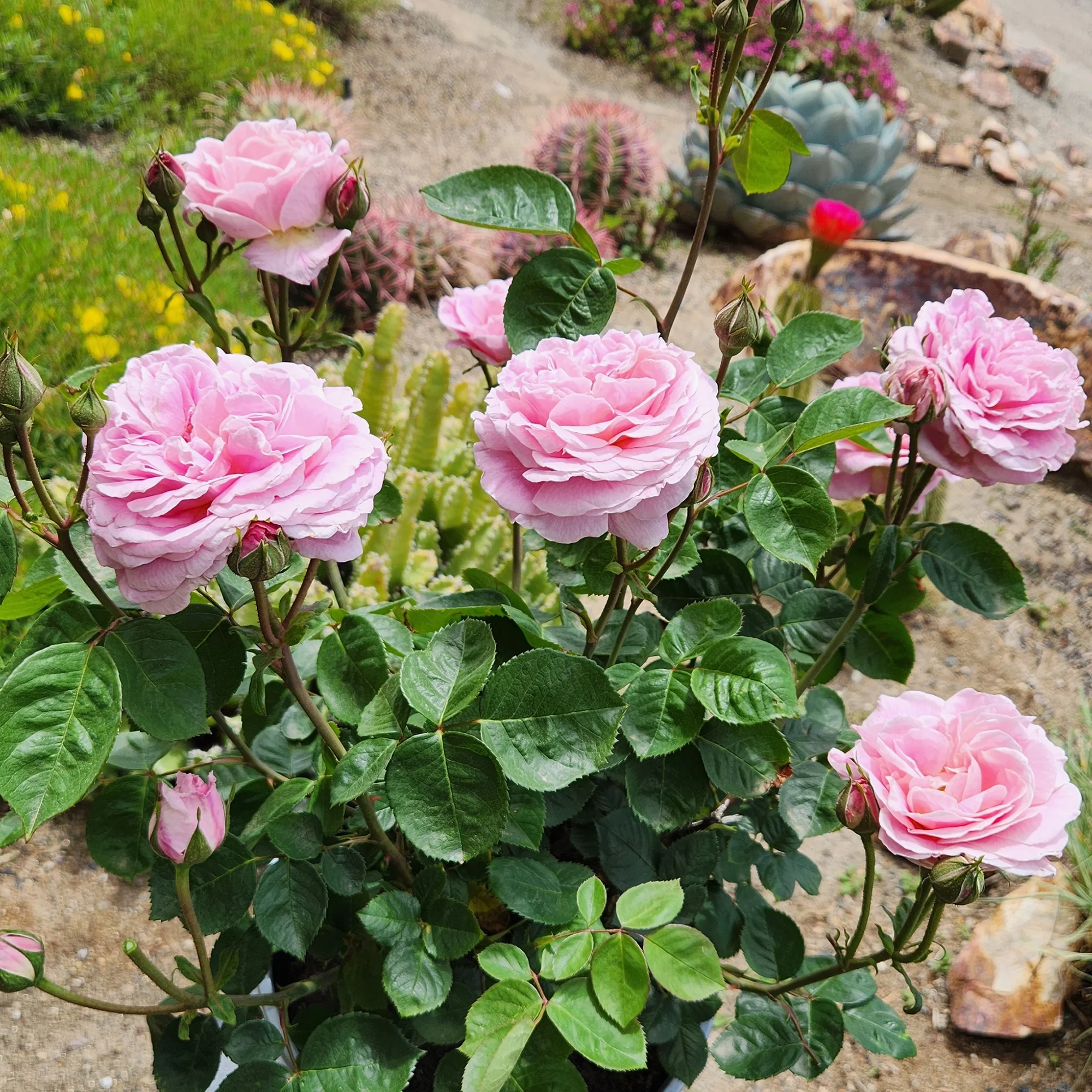 'True Perfume' PP28929 Pink Rose Bush | 8qt. Grow Pot | Full Sun | True Bloom by Altman Plants