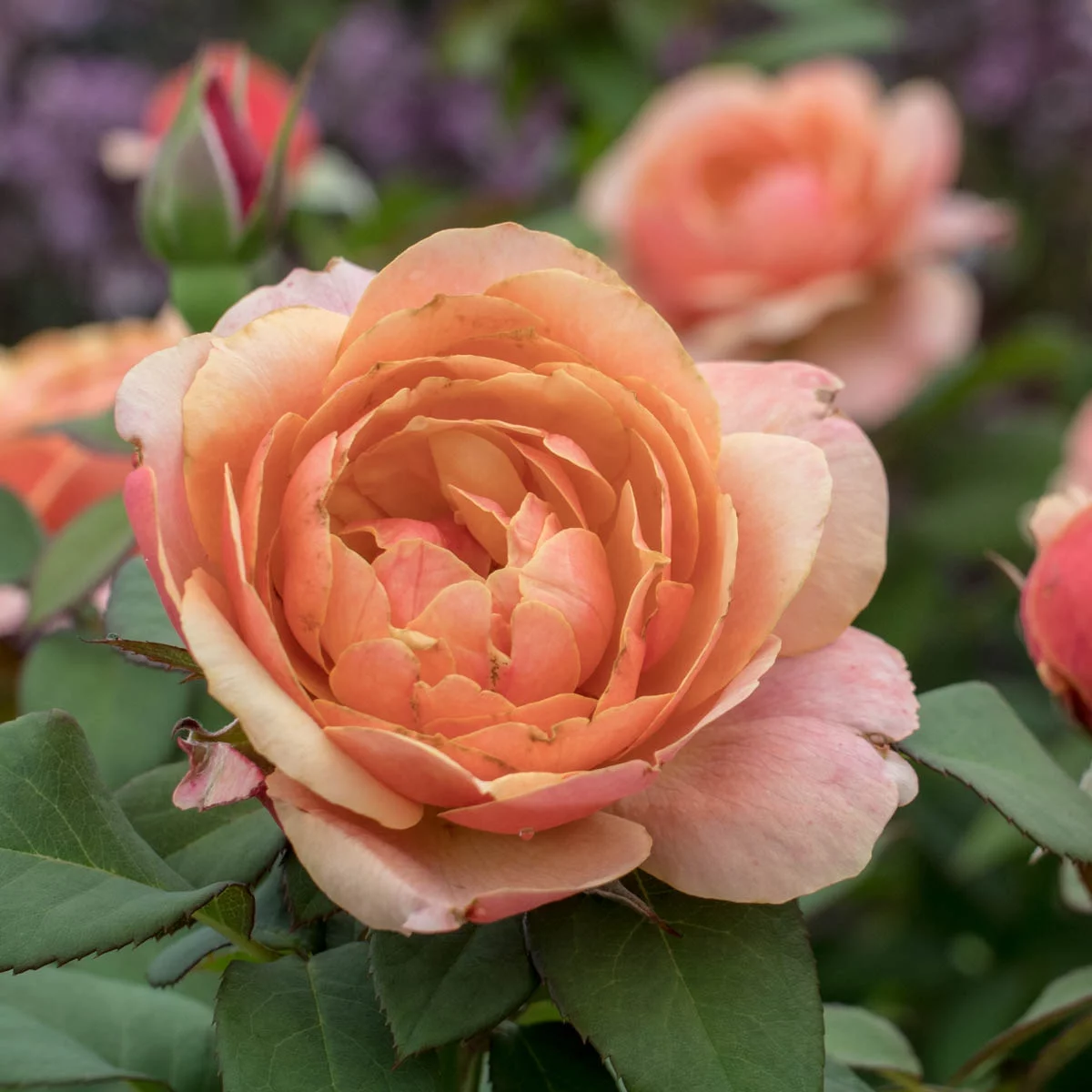 State of Grace Grandiflora Rose Dormant Bare Root Starter Plant, 1-Pack