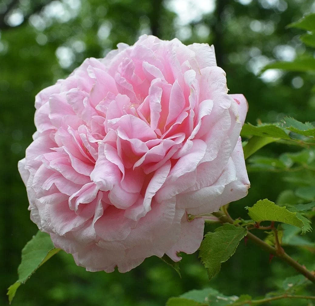 Belinda's Dream Rose Bush - Live Starter Plant in a 4 Inch Pot - Beautifully Fragrant Rose from Florida - A Versatile Beauty with a Rich Fragrance