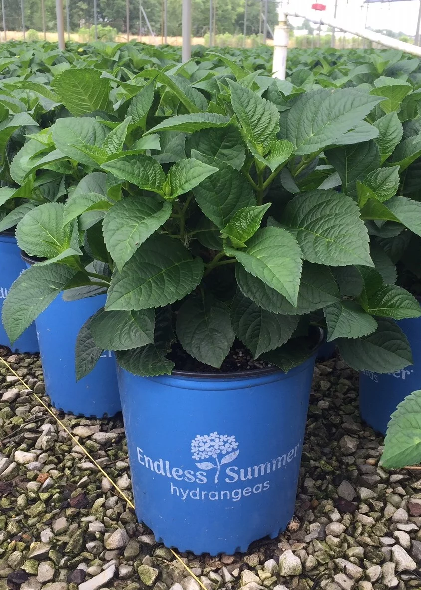 Summer Crush Endless Summer Hydrangea (1 Gallon) Flowering Deciduous Shrub with Big Raspberry-Red or Neon-Purple Blooms - Part Shade Live Outdoor Plant