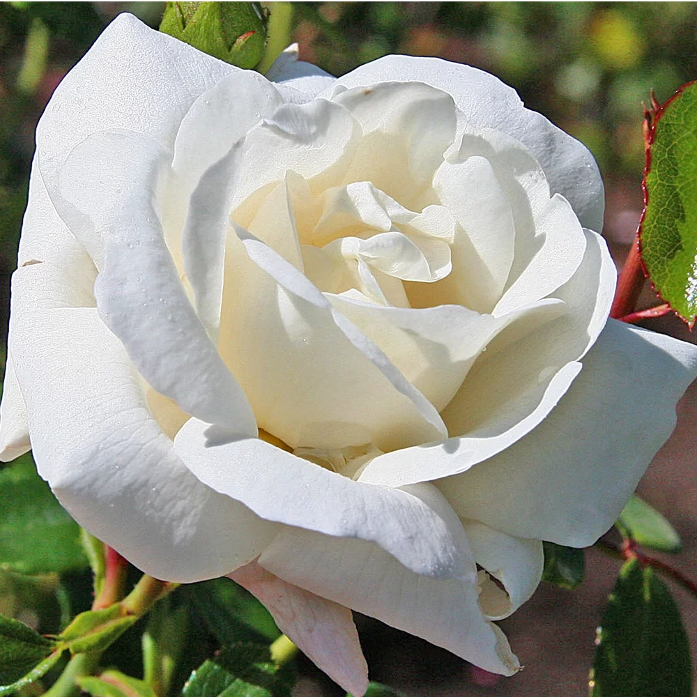 Heirloom Roses Rose Bush - White Dawn® Climbing Roses , Live Rose Plant For Outdoor Planting