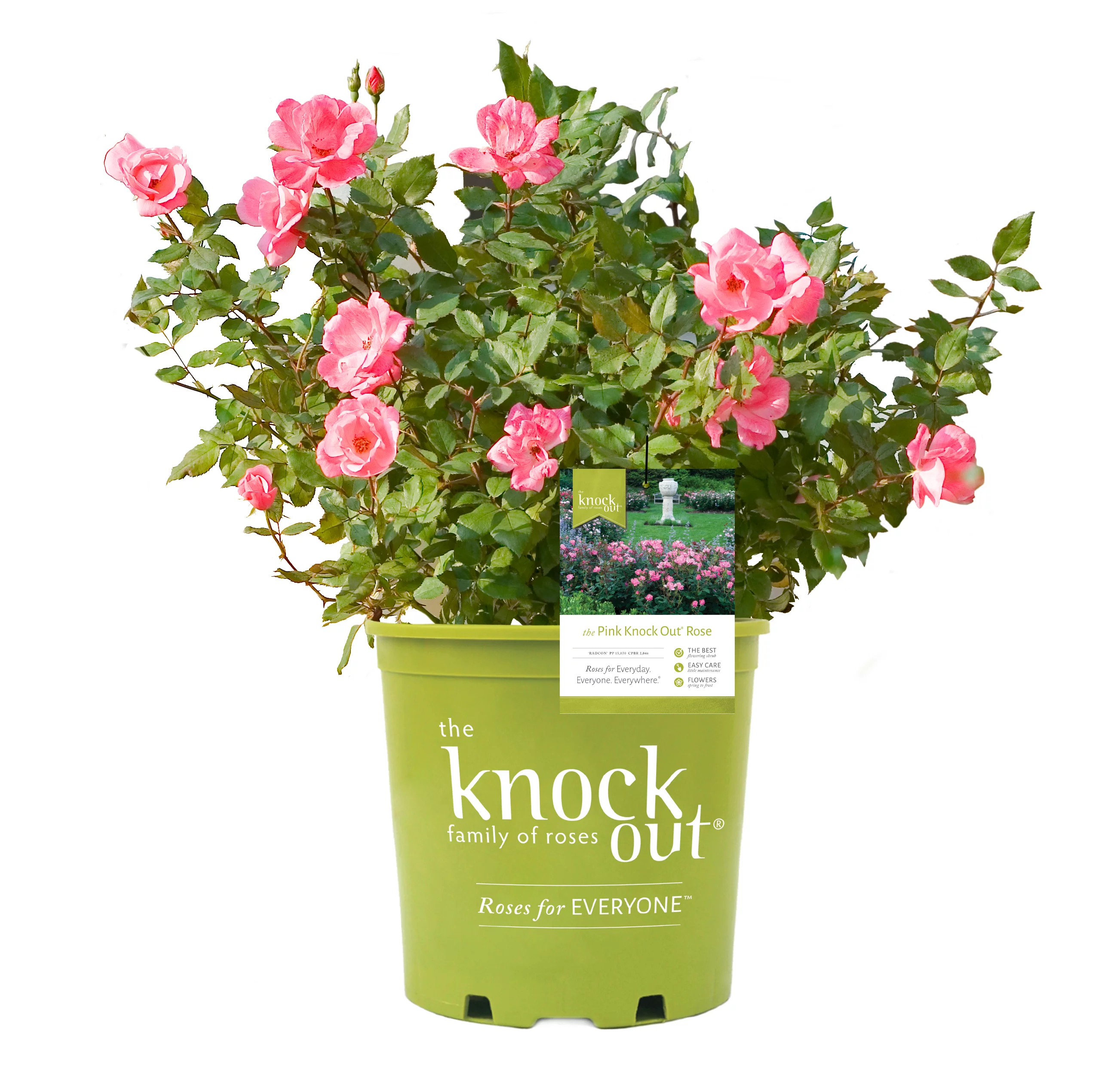 Bareroot Pink Knock Out® with Soft Pink Blooms - Live Shrub with Full Sun - 2 Piece