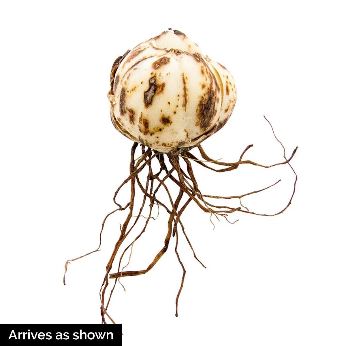 Oriental Lily Josephine Dormant Flowering Bulbs (10-Pack)