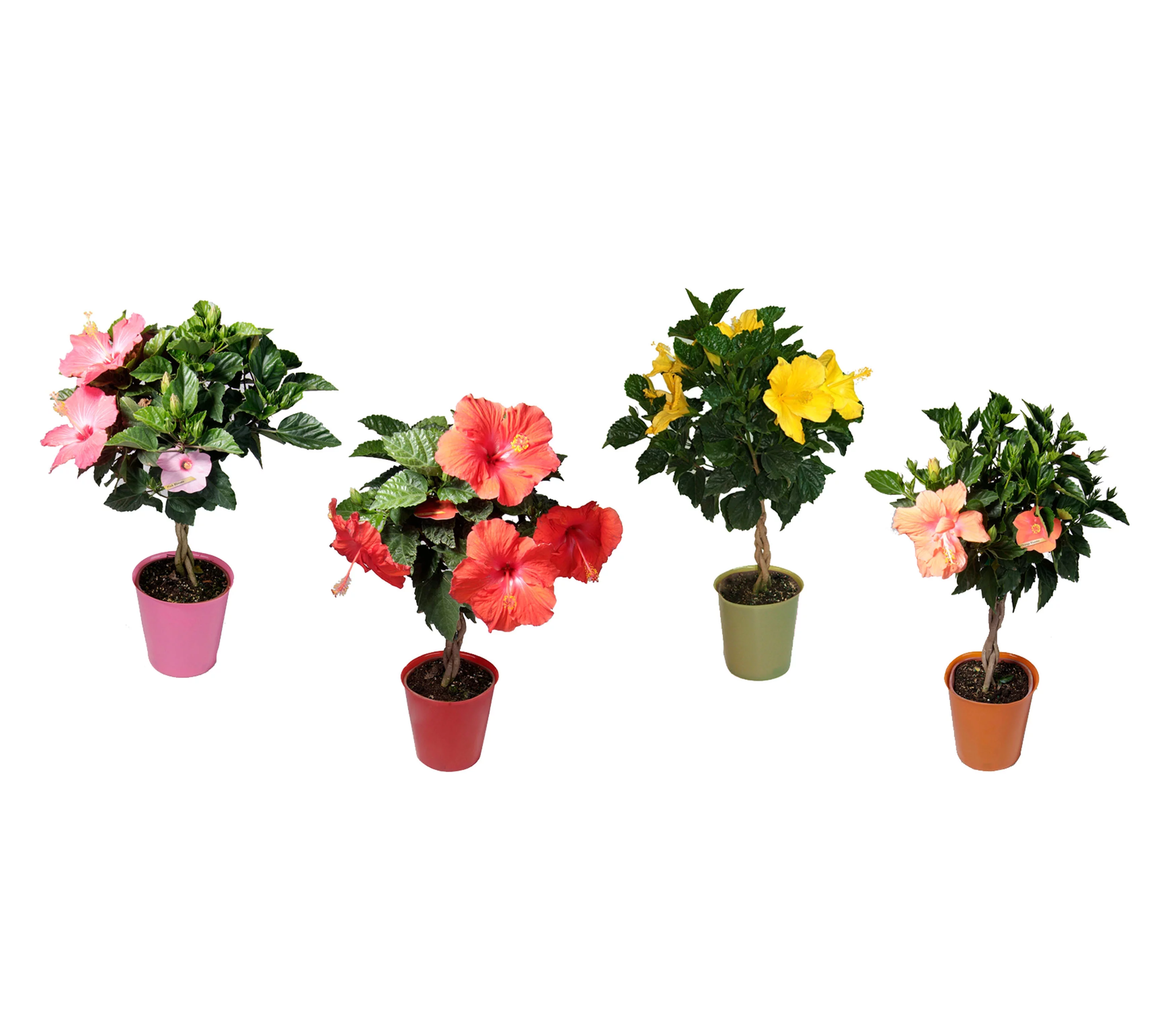 Island Blooms Live Indoor 15in. Tall Hibiscus Braid Plant in 6in. Grower's Pot