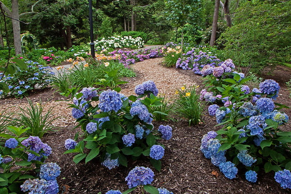 Endless Summer 1G Blue Pink Hydrangea Live Shrub (1-pack) with Grower Pot