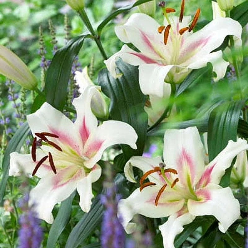 Oriental Lily Bonbini Dormant Flowering Bulbs (5-Pack)