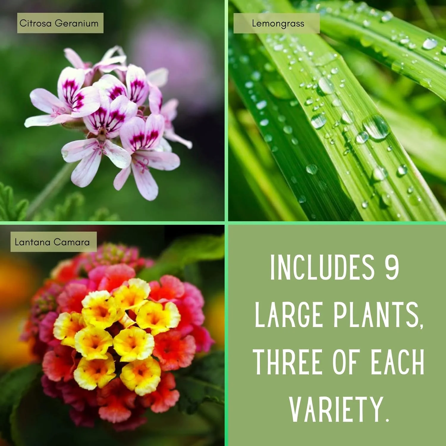 Mosquito Trio Nine (9) Mosquito Repellent Live Plants – Non-GMO - Each 4