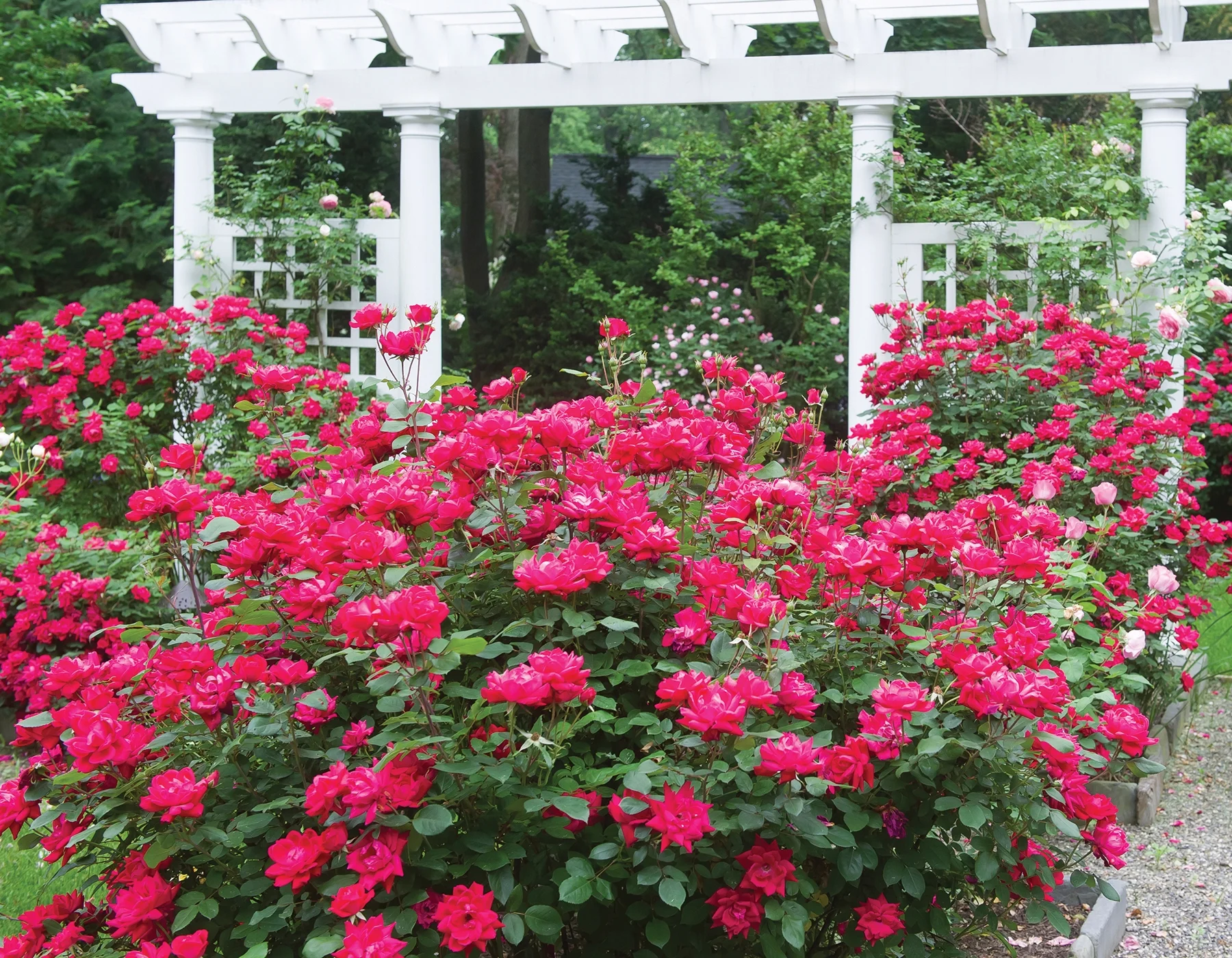 1G Double Knock Out® Rose Red Live Shrubs Full Sun