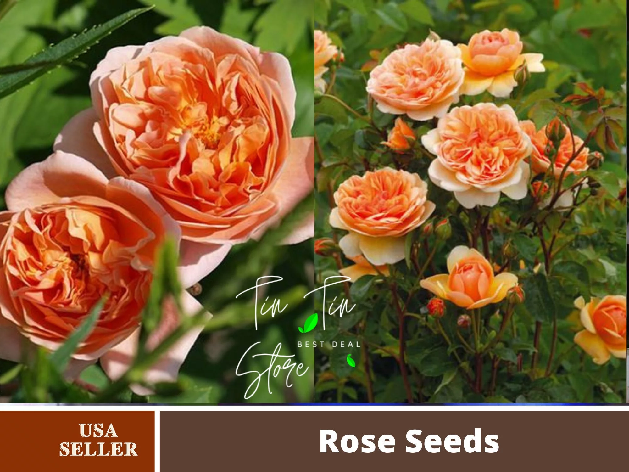 30 Rose Seeds| Tea Clipper Rose Bush Flower Seeds Rose Vegeteble perennial mix flower seed for garden rare seeds