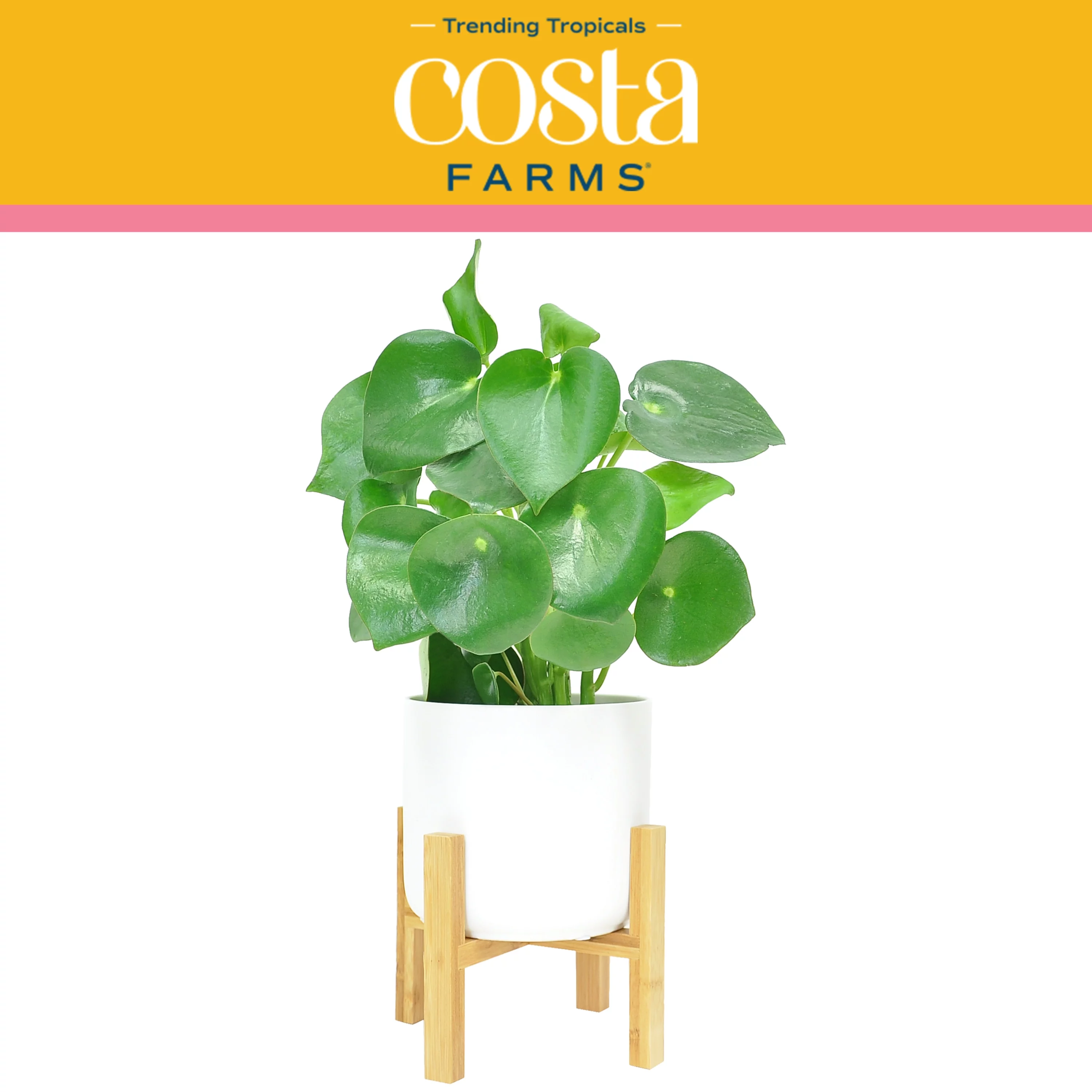 Trending Tropicals Live Indoor 24in. Tall Green Raindrop Peperomia; Medium, Indirect Light Plant in 6in. Mid-Century Modern Planter