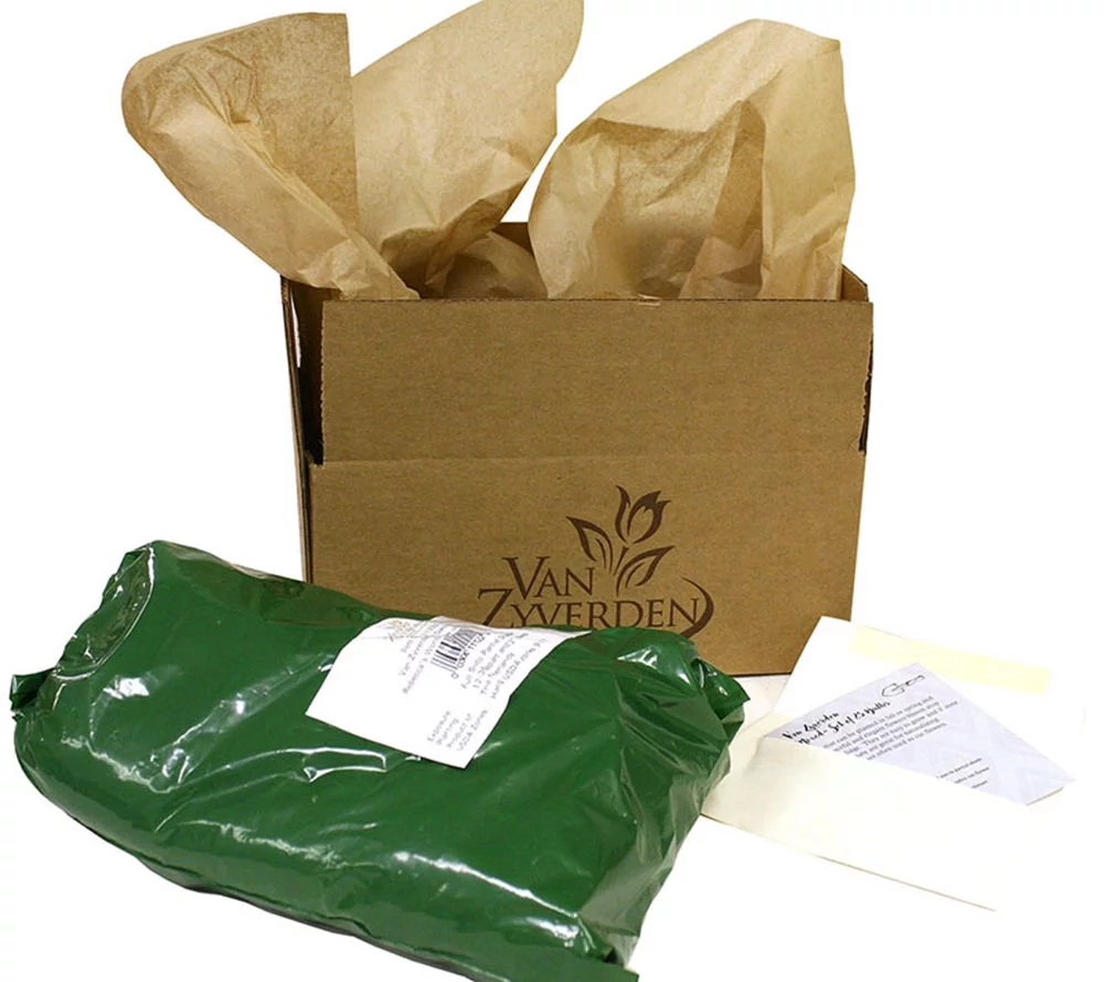 Van Zyverden Peonies Sarah Bernhardt Set of 3 Mammoth Sized Plant Roots Pink Part Sun