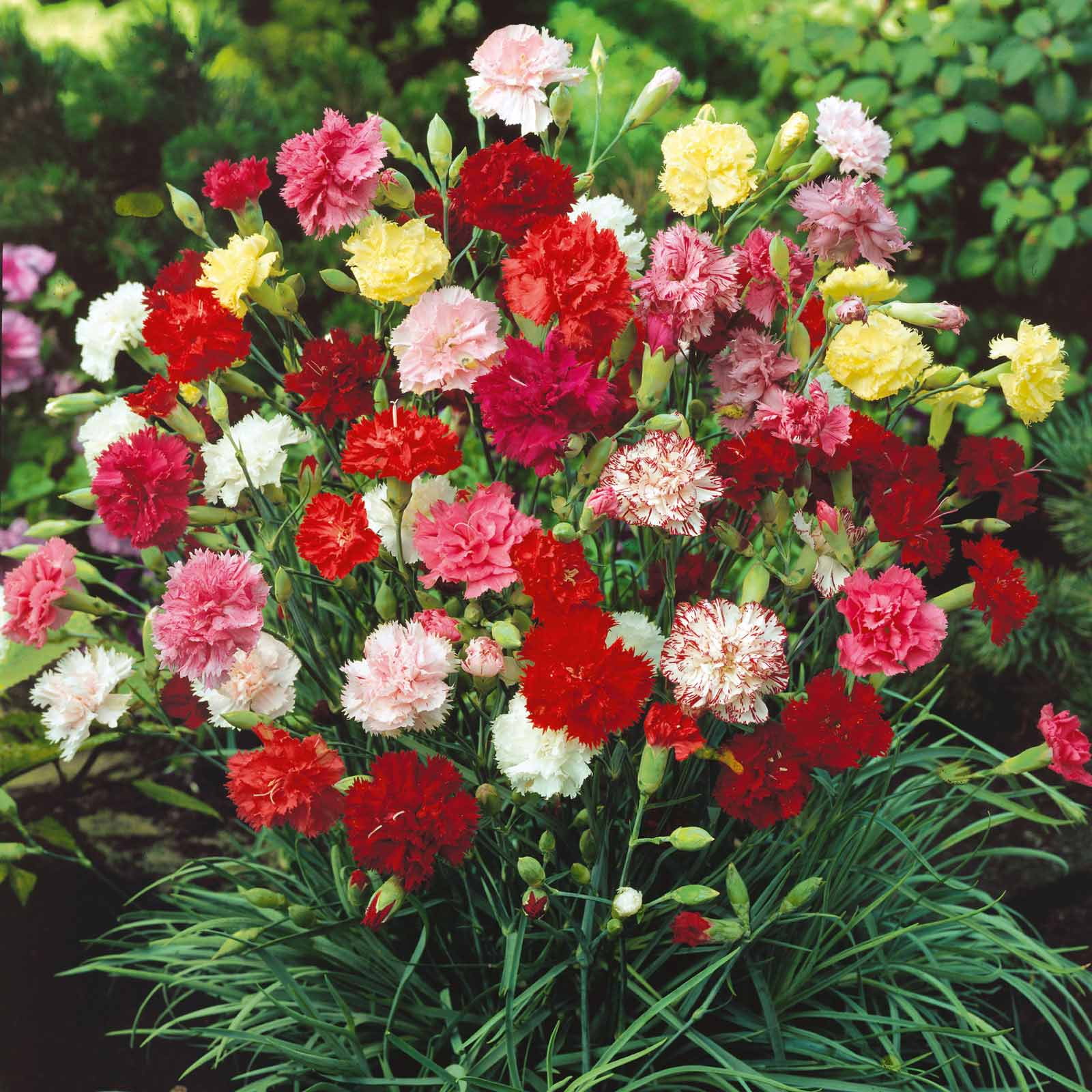 Carnation Seeds - Grenadin Double Mix - 1/4 Pound - Red/White/Pink Flower Seeds,  Heirloom Seed  Attracts Bees, Attracts Butterflies, Attracts Pollinators, Edible, Fragrant, Container Garden
