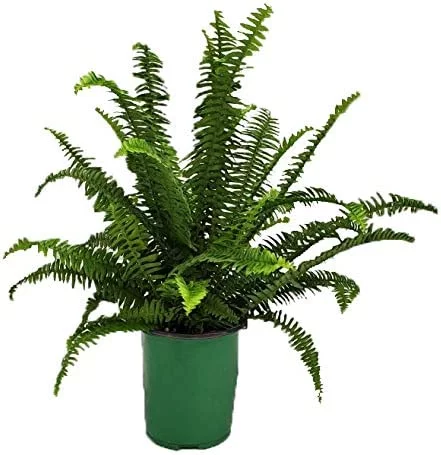 Tropical Plants of Florida 15