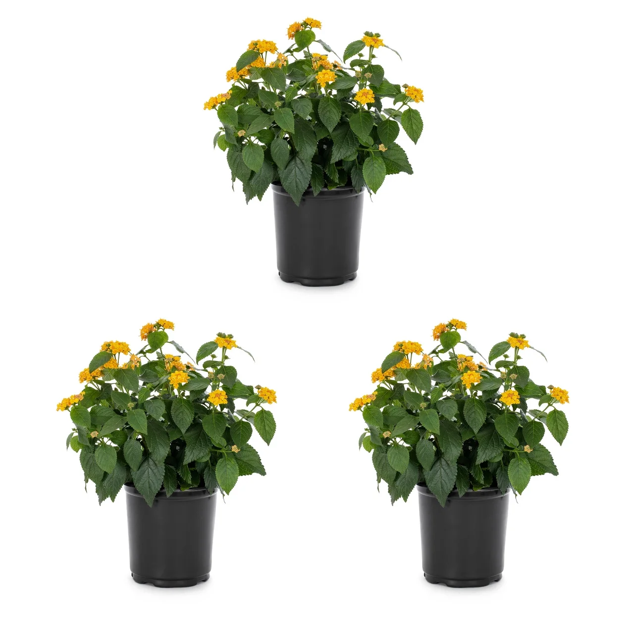 Expert Gardener 2.5QT Lantana Yellow Live Plant (3 Pack) with Grower Pot