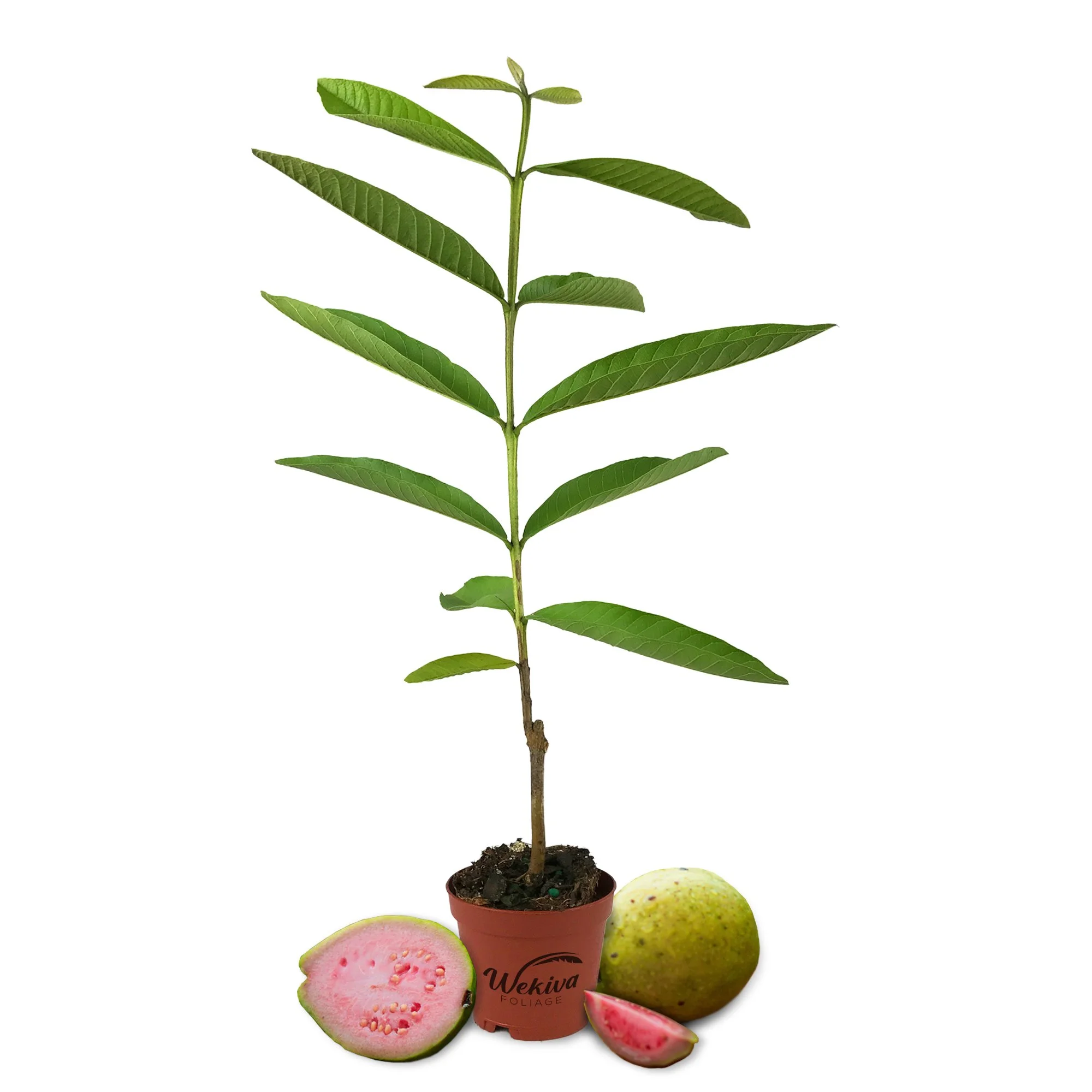 Barbie Pink Guava Tree - 5 Live Starter Plants in 2 Inch Grower's Pots - Psidium Guajava - Edible Fruit Bearing Tree for Gardens and Patios