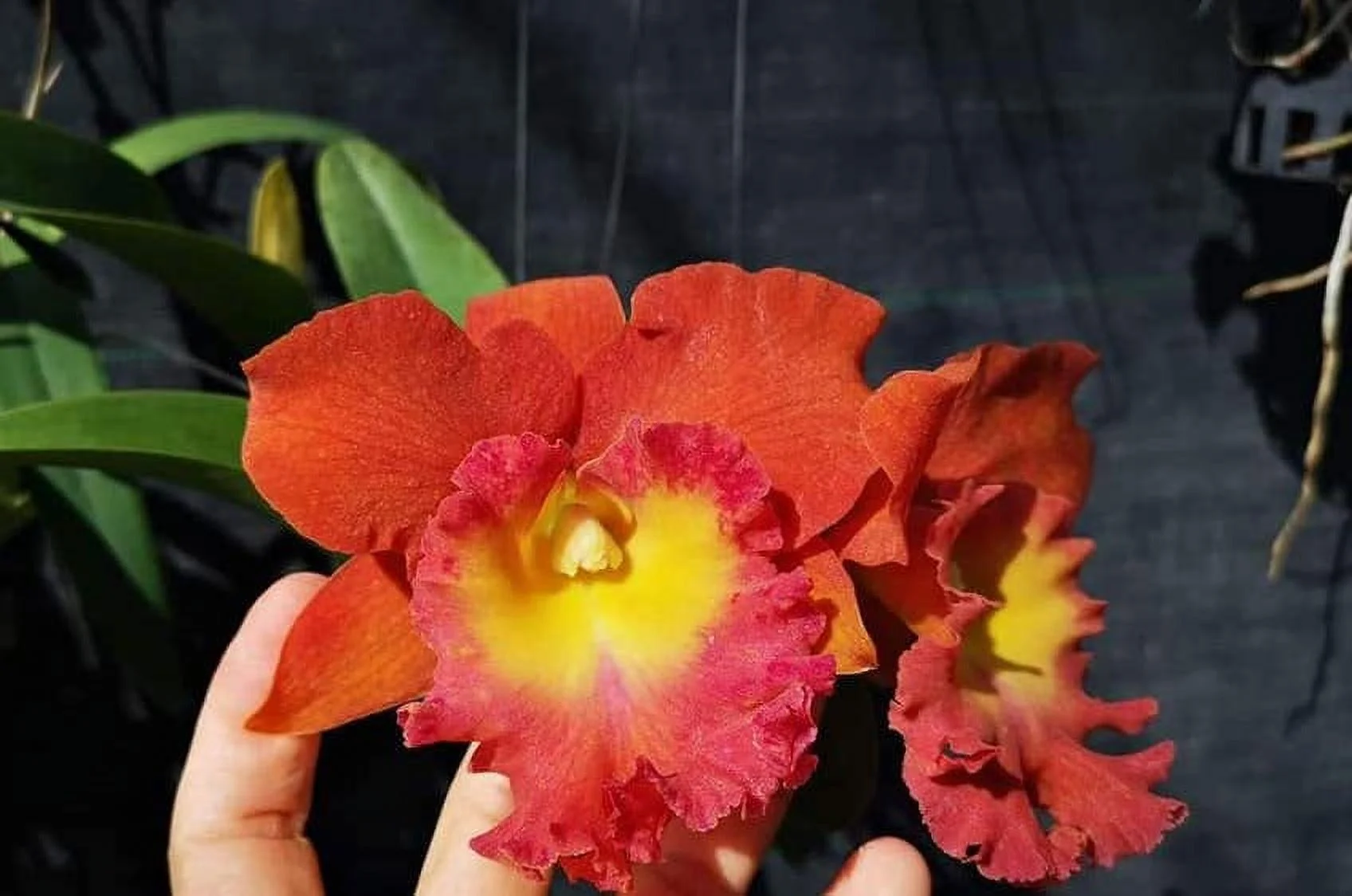 Cattleya Orchid RLC Star of Siam Fragrant Cattleyas Comes in 2