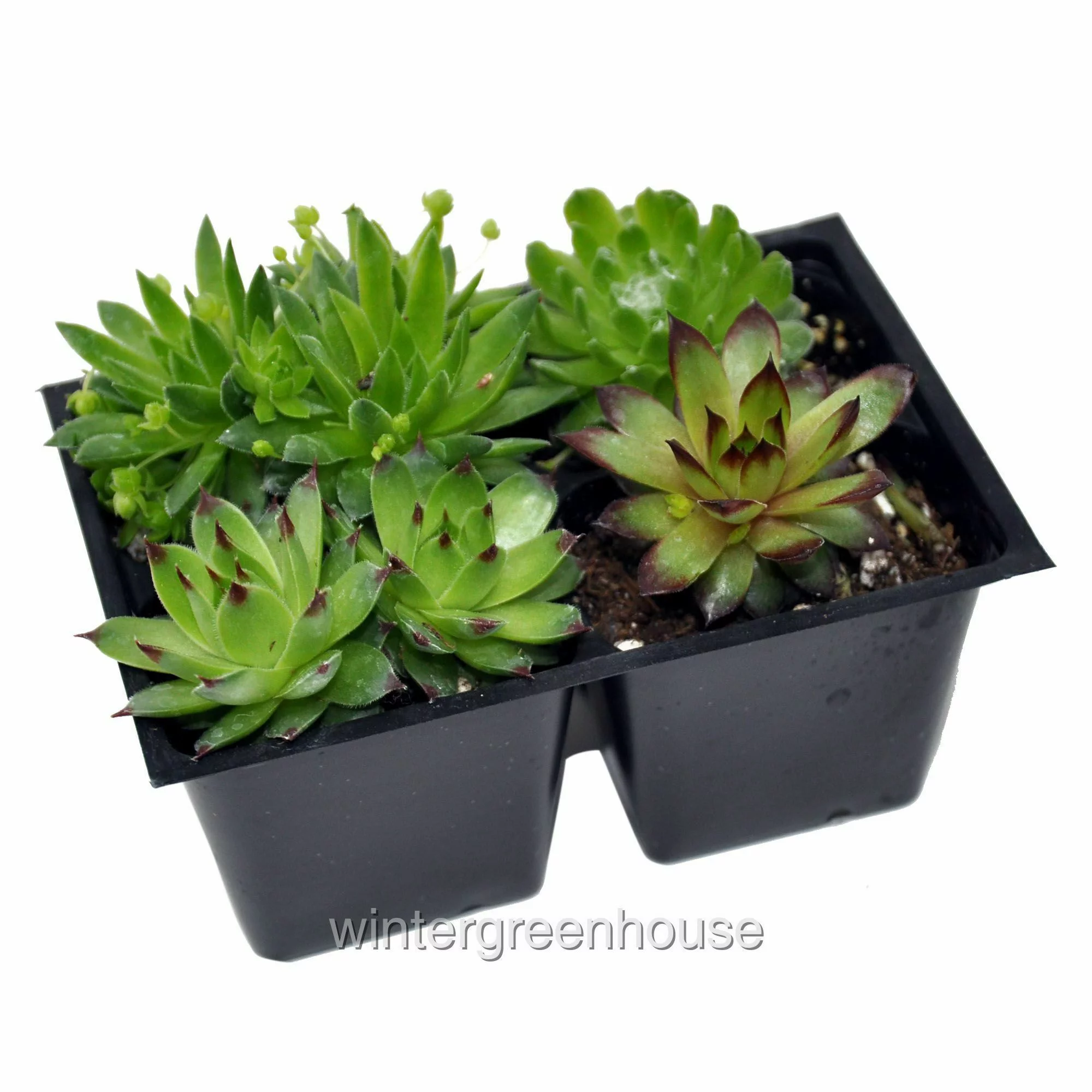 Hen And Chicks Collection, Sempervivum, Hen And Chicks - Pot Size: 4x 2.63x1.72x2.75