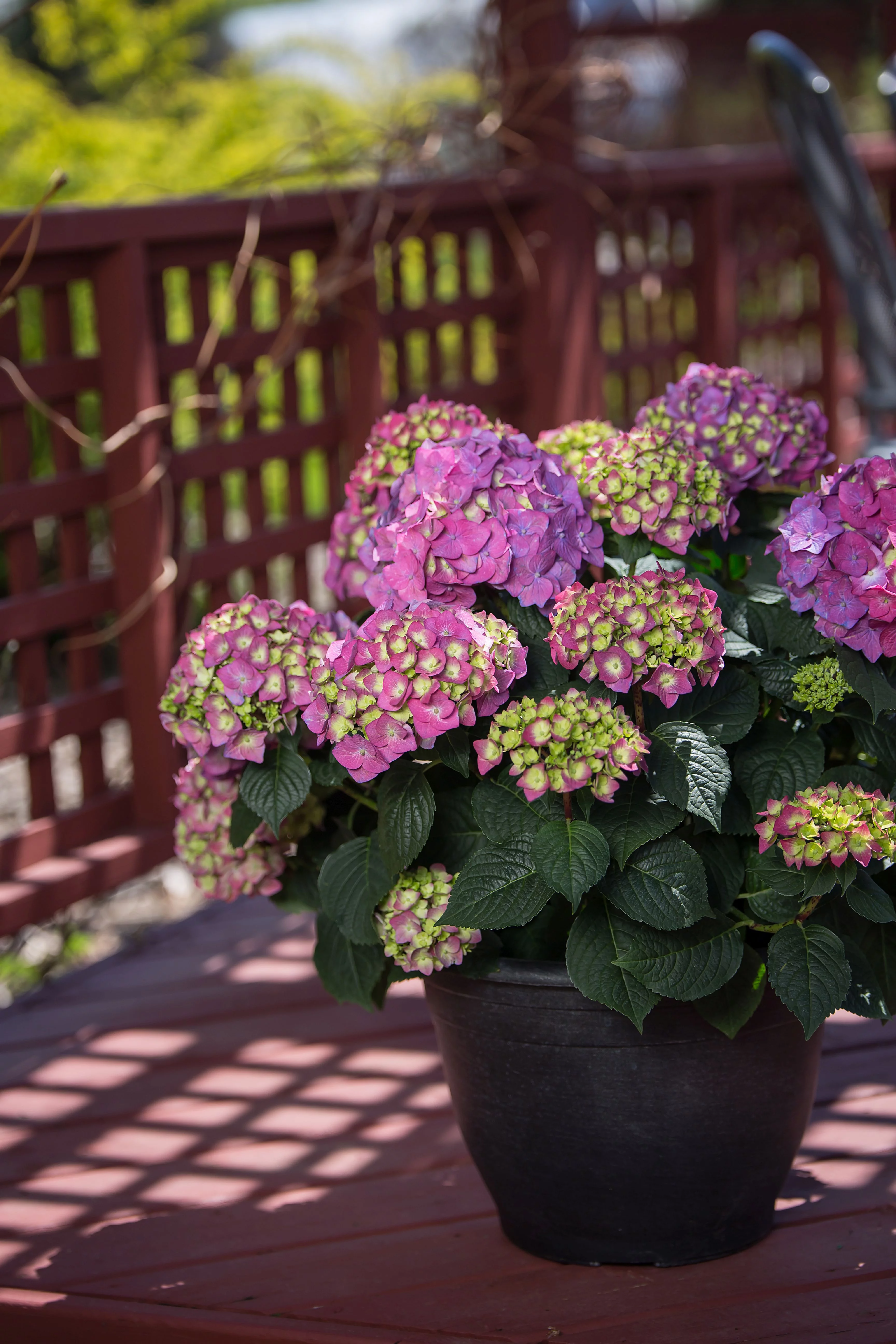 Endless Summer 2 gal Hydrangea Summer Crush Live Shrubs