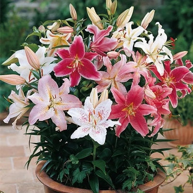 Oriental Border Lily Mix Dormant Flowering Bulbs (3-Pack)