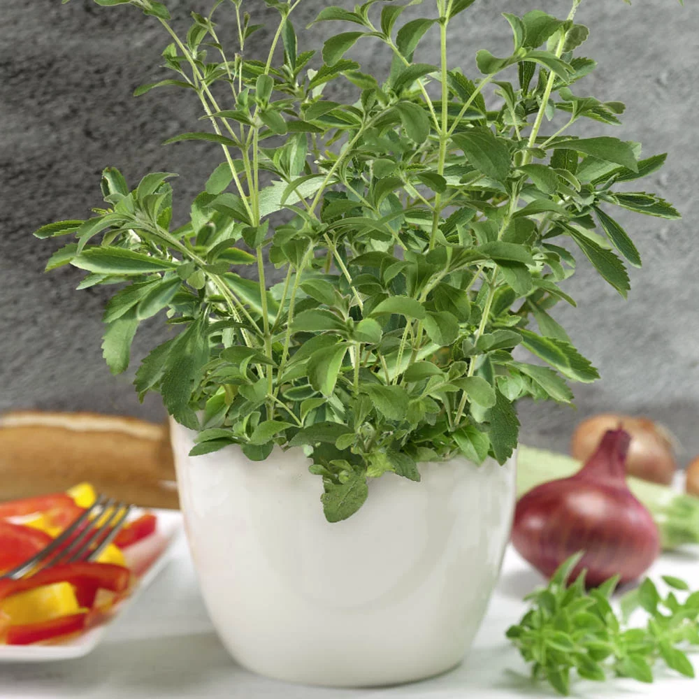 Stevia Seeds - Stevia Rebaudiana Herb Seed - 50 Seeds