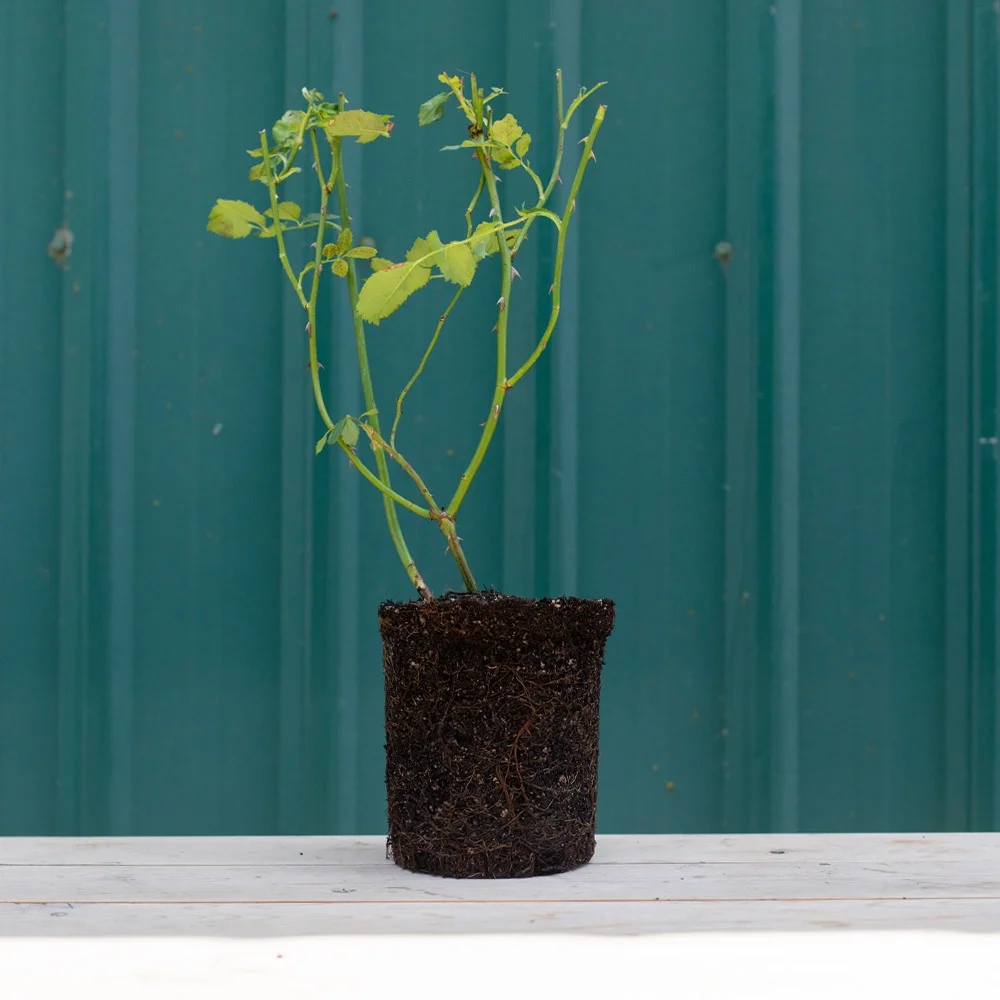 Own-Root One Gallon In Your Eyes™ Shrub Rose by Heirloom Roses