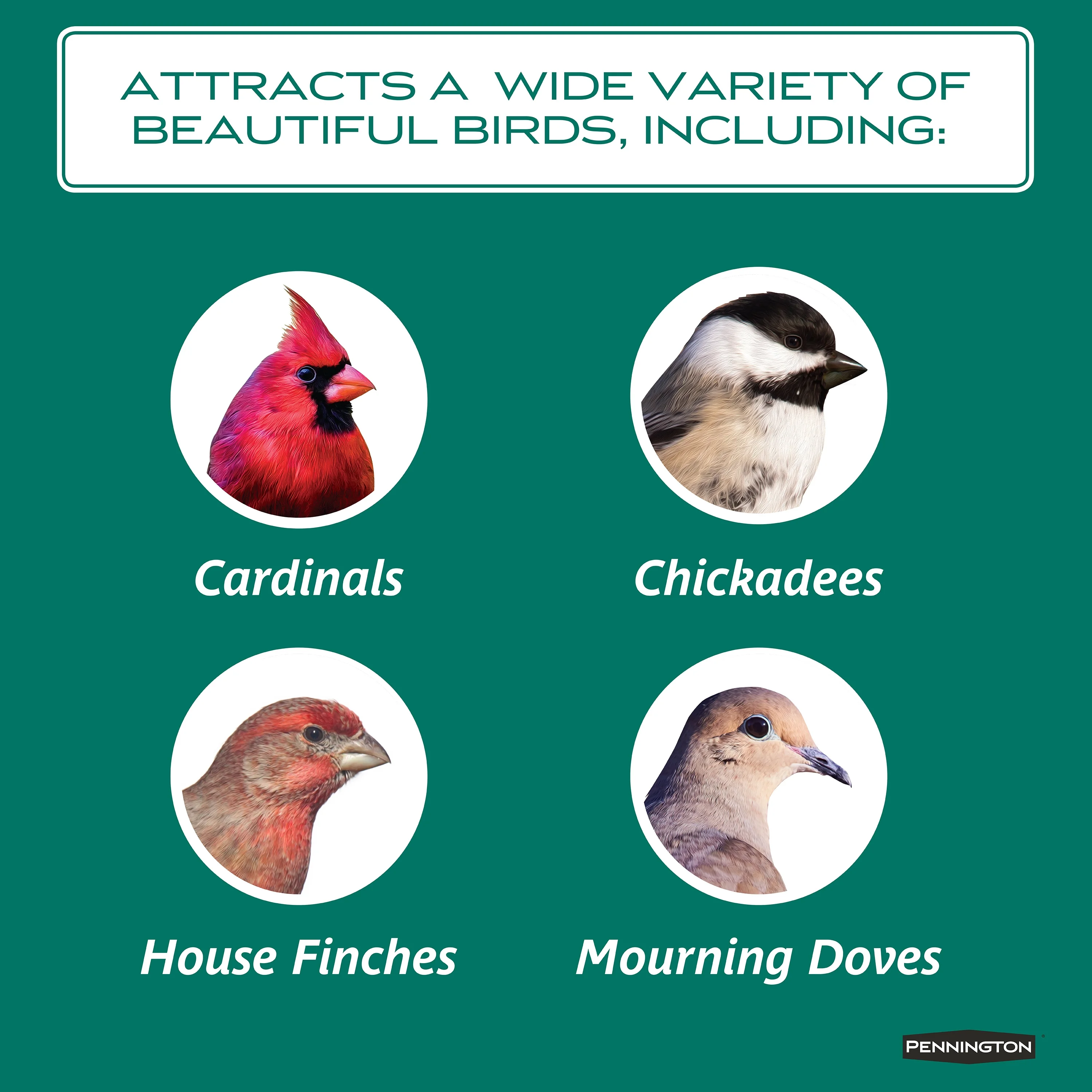 Pennington Select Safflower Seed, Wild Bird Feed and Seed, 7 lb. Bag, 1 Pack, Dry