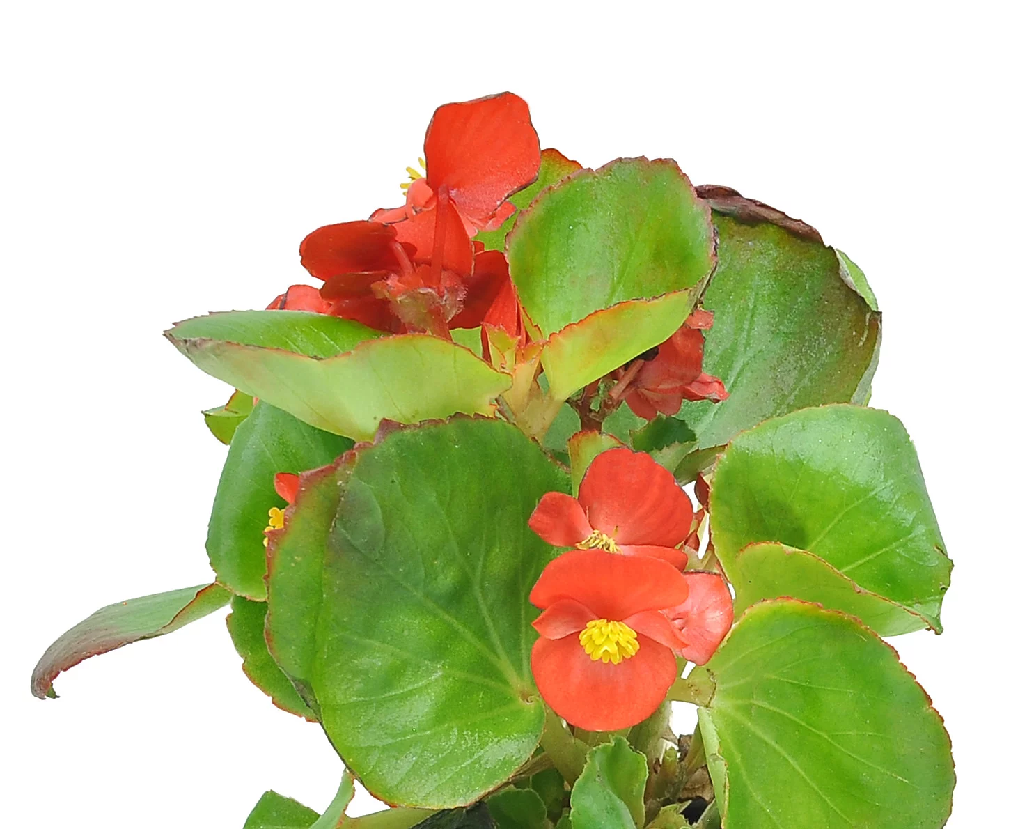Red Wax Begonia; Partial Shade Outdoors Plant in 4.5in. Grower Pot, 4-Pack