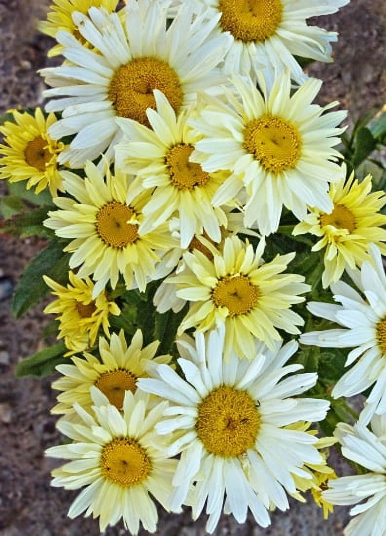 4.5 in. Qt Amazing Daisies Banana Cream Shasta Daisy (Leucanthemum) Live Plant, Yellow Flowers