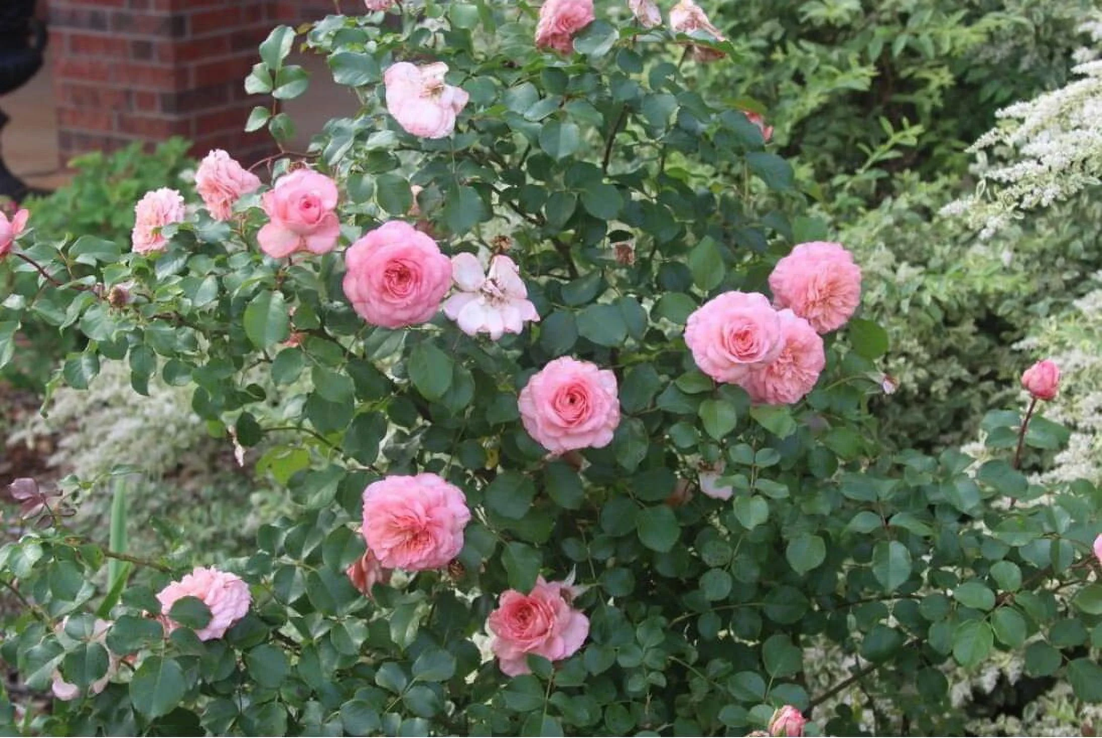 32+ Seeds| Pink Savannah Hybrid Tea Rose Seeds - Authentic Seeds - Perennial~ GMO Free ~Flower seeds~ ~ Asian Garden~ Herbs B5G1#1038