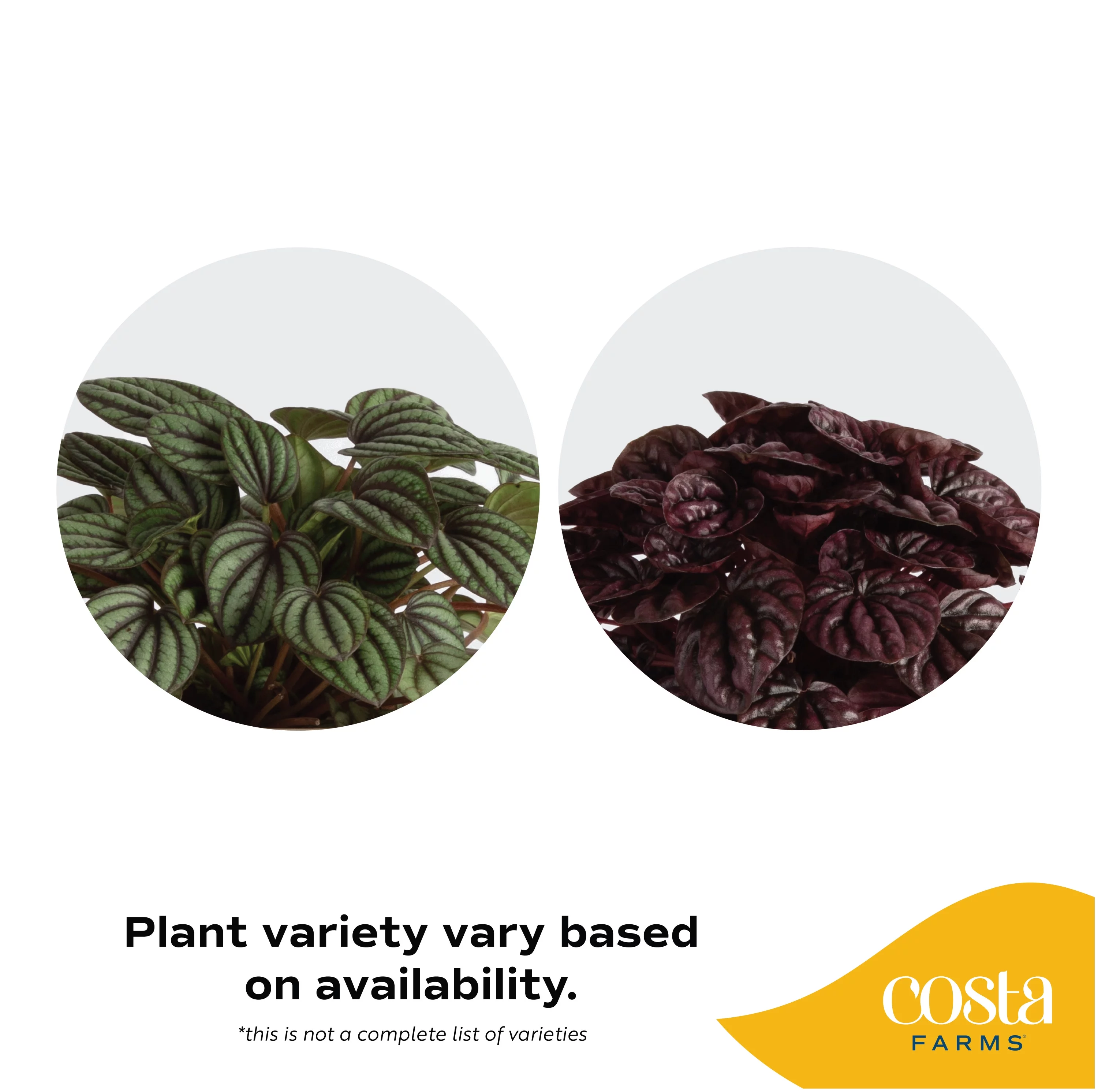 Live Indoor 12in. Tall Red Peperomia Caperata; Indirect Light Plant in 6in. Modern Planter