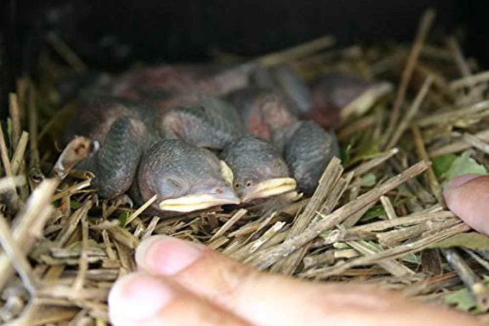 S&K Purple Martin House, 12 Room