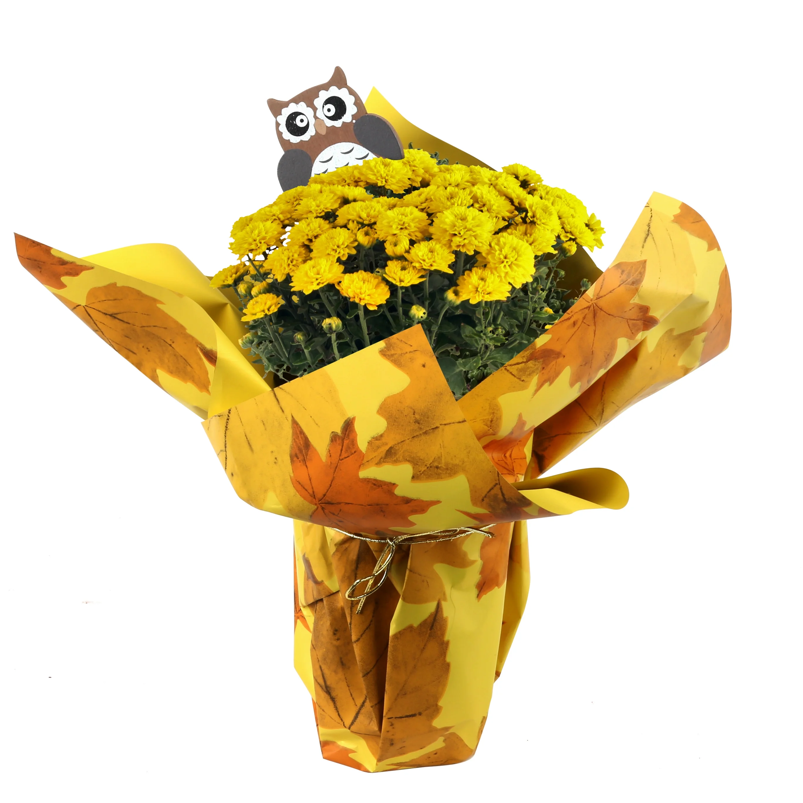 11in. Tall Yellow Mums; Bright, Direct Sunlight Plant in 4in. Gift Wrap, 4-Pack