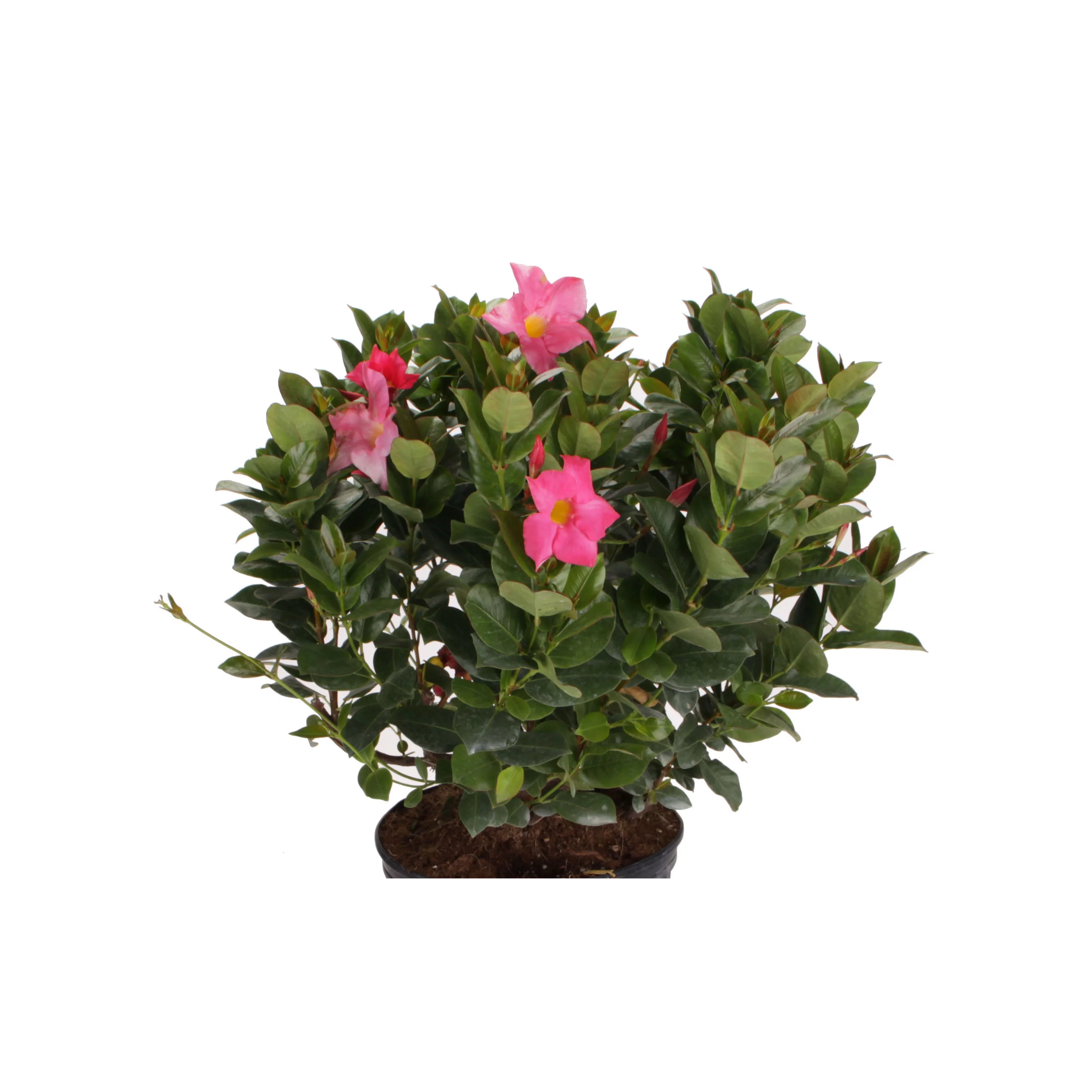 Costa Farms Dipladenia 3GAL