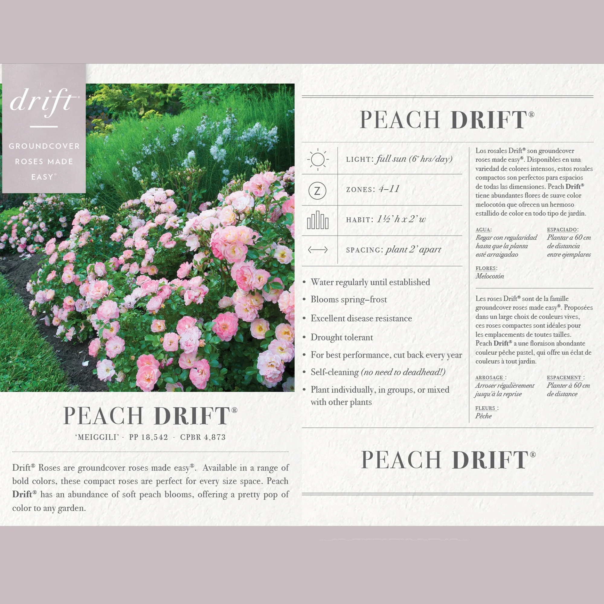 The Peach Drift® Rose Plant with Vibrant Peach Flowers 3 Gallon
