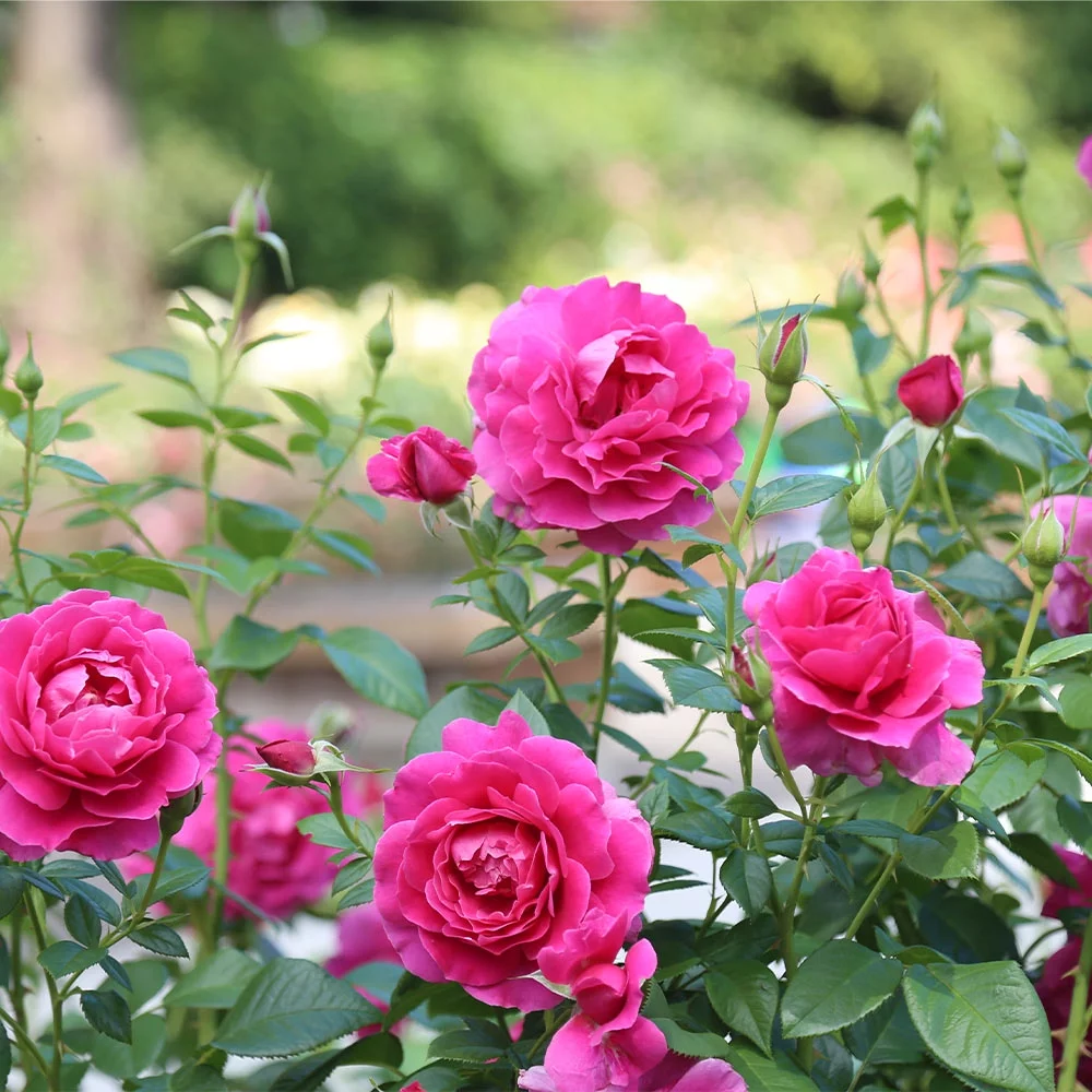 Heirloom Roses Rose Bush - Pretty Lady Rose™ Hybrid Tea , Live Rose Plant