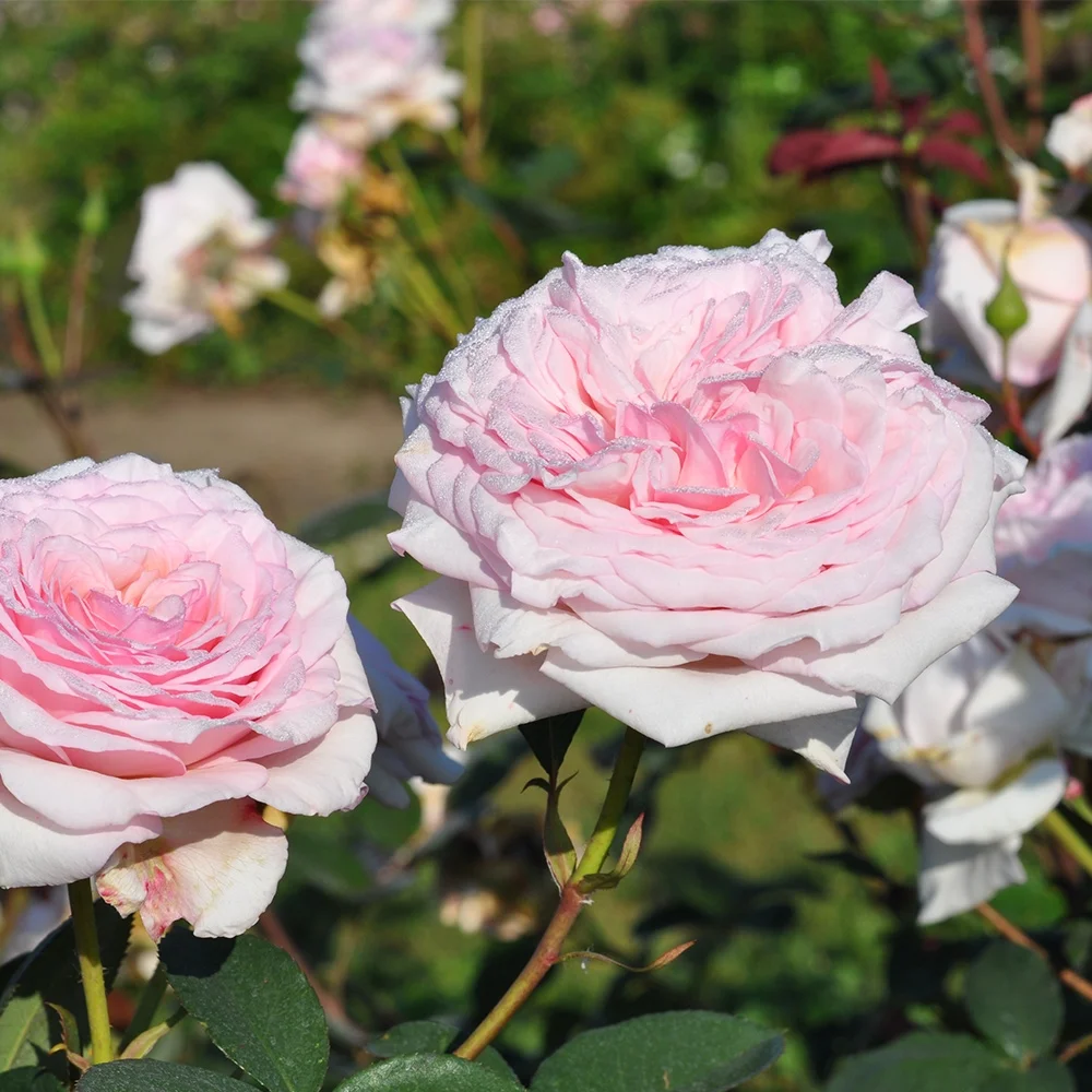 Heirloom Roses Live Plant - Magnificent Perfume™ Shrub Rose Bush - Pink Rose Plants