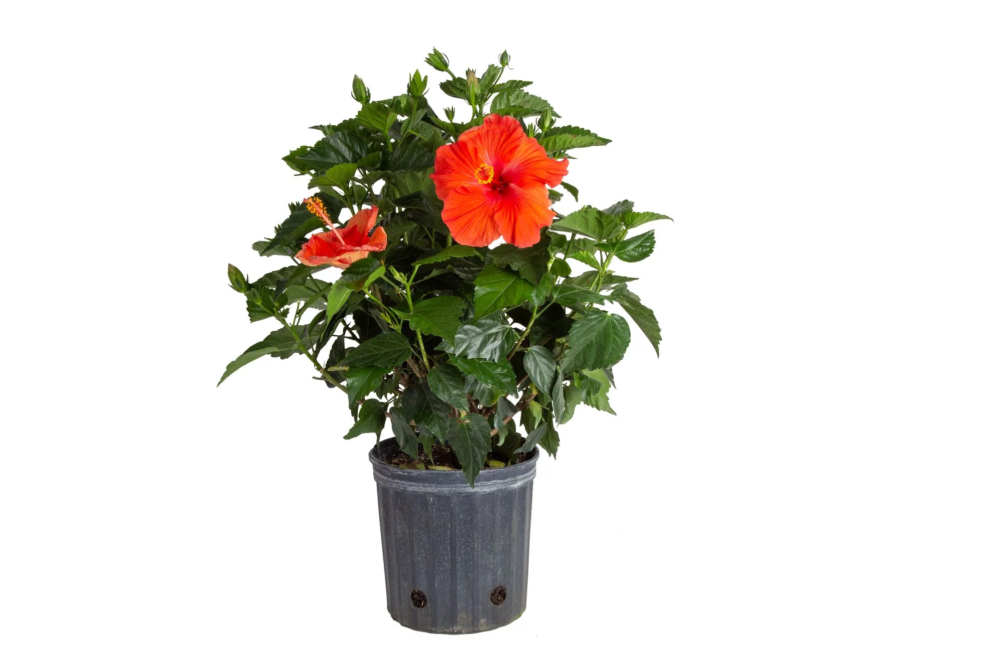 Expert Gardener Costa Farms Live Outdoor Multicolor Hibiscus Plant in 2g. Grower Pot