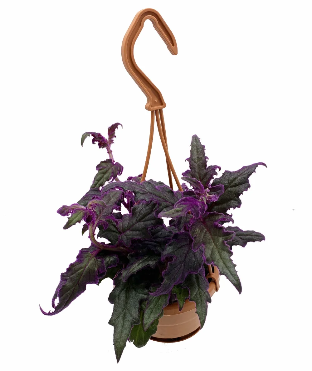 Purple Passion Plant - 4