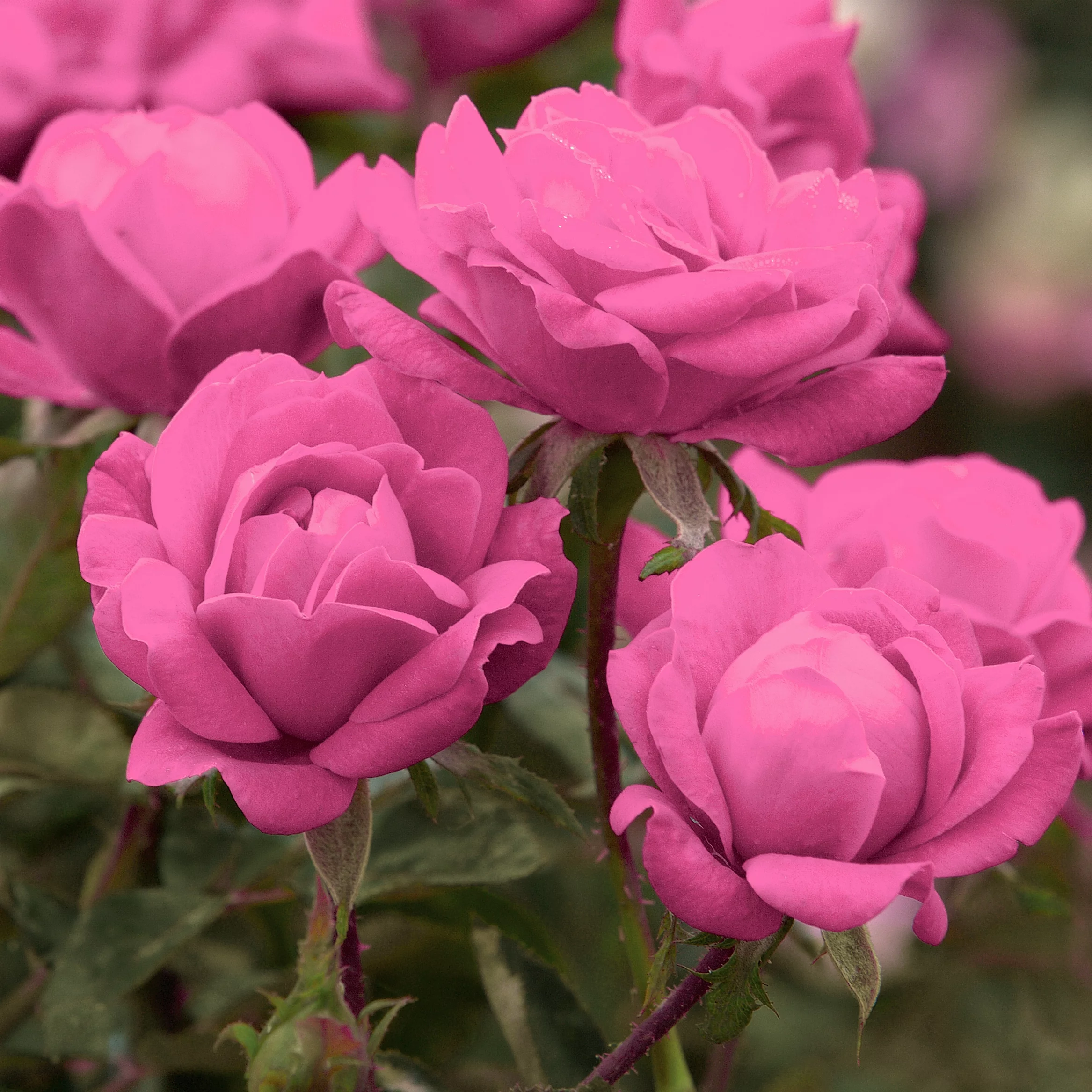 Bareroot Pink Knock Out® with Soft Pink Blooms - Live Shrub with Full Sun - 2 Piece