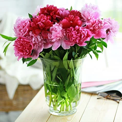 Garden State Bulb Pink and White Mixed Peony Flower Bulbs, Bare Roots (Bag of 3)