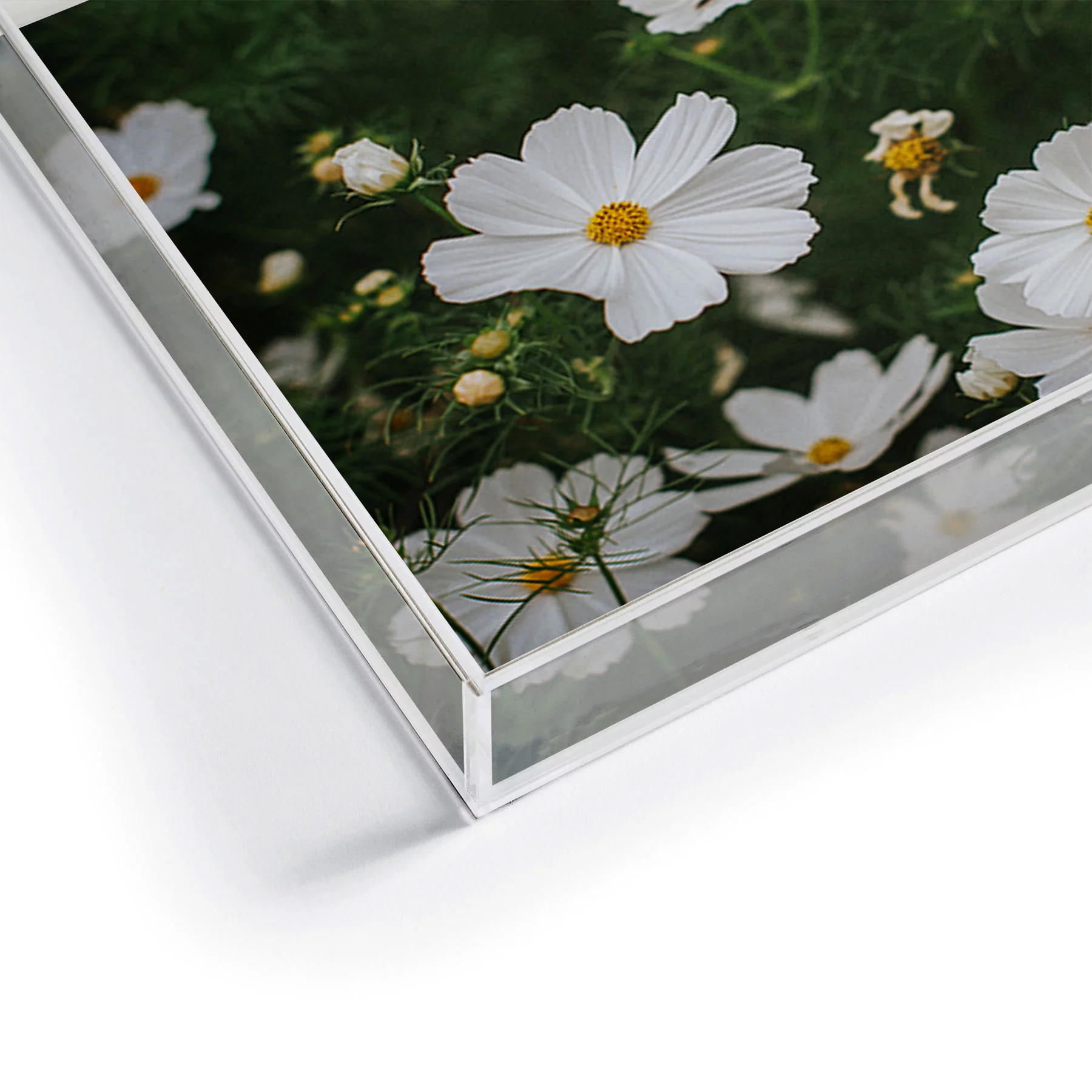 Society6 White Cosmos by Hello Twiggs Acrylic Tray