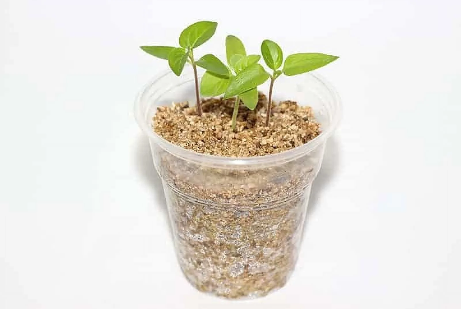 Versatile Perlite and Vermiculite Mix by Gardenera - Tailored for Seedlings, Cuttings, and Bonsai Soil Needs - 1 Quart
