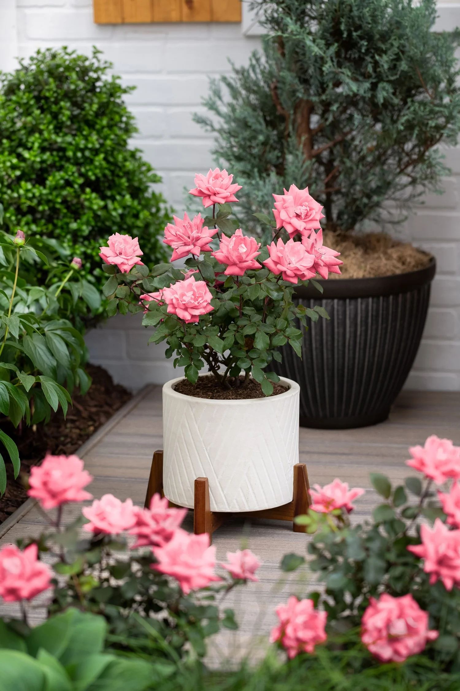 Knockout 1Gal Pink Rose Live Shrub Grower Pot Sun