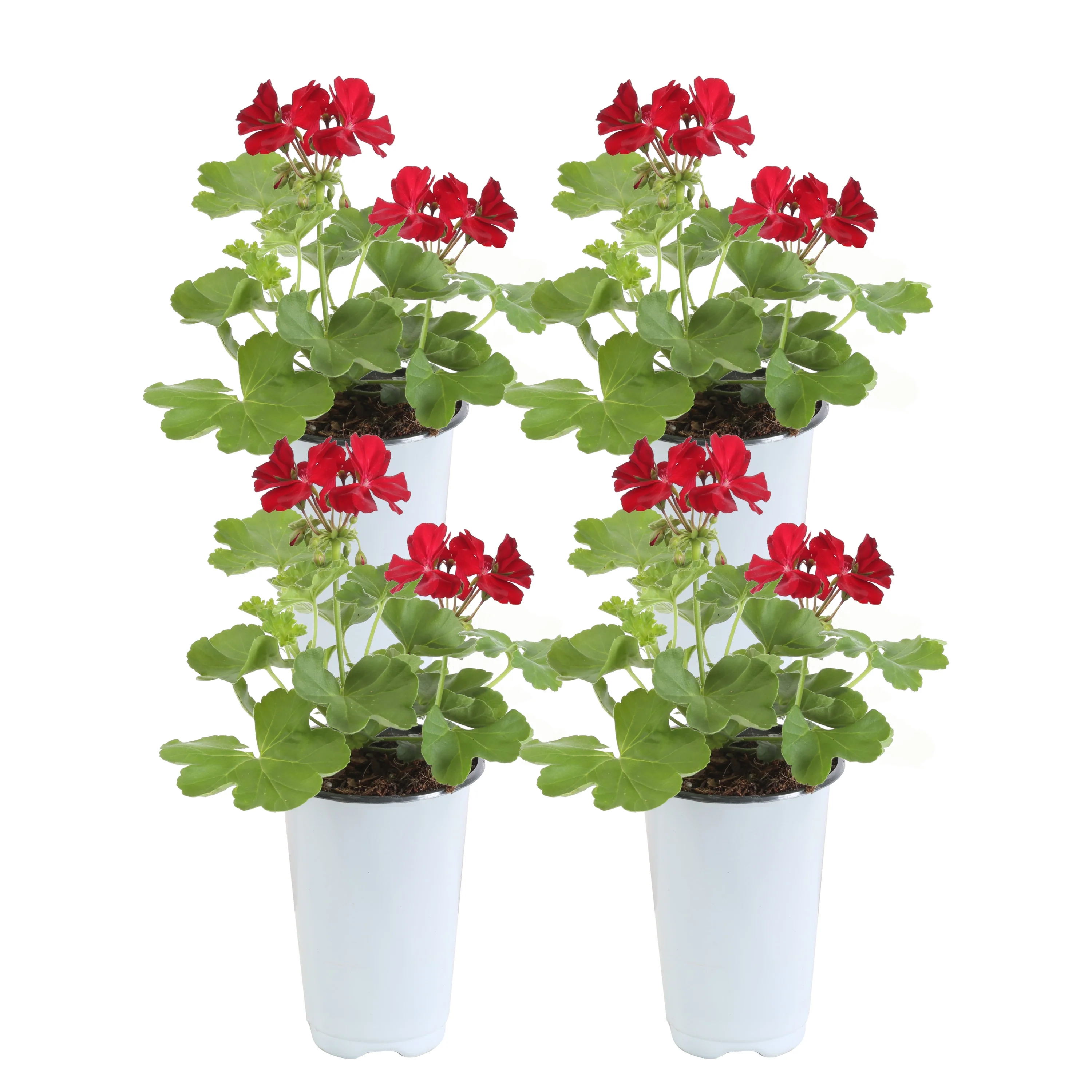 10in. Tall Red Geranium, Cranesbills; Full Sun Outdoors Plant in 4.5in. Grower Pot, 4-Pack