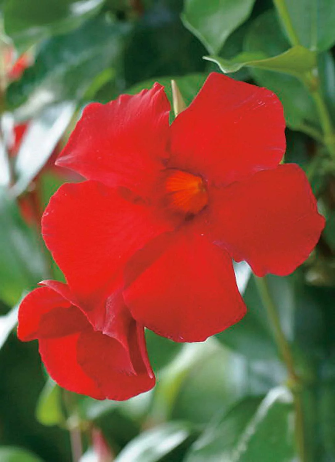 Mandevilla Tropical Plant, Giant Crimson Red Flower, Lot of 2 Starter Plants