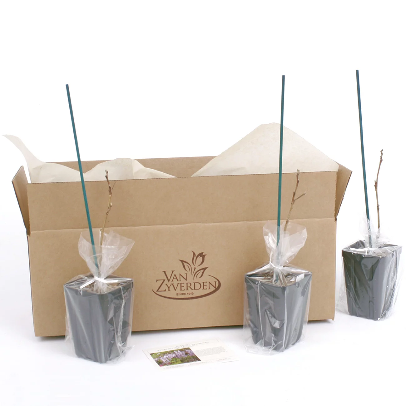 Van Zyverden Wisteria Blue Moon 4