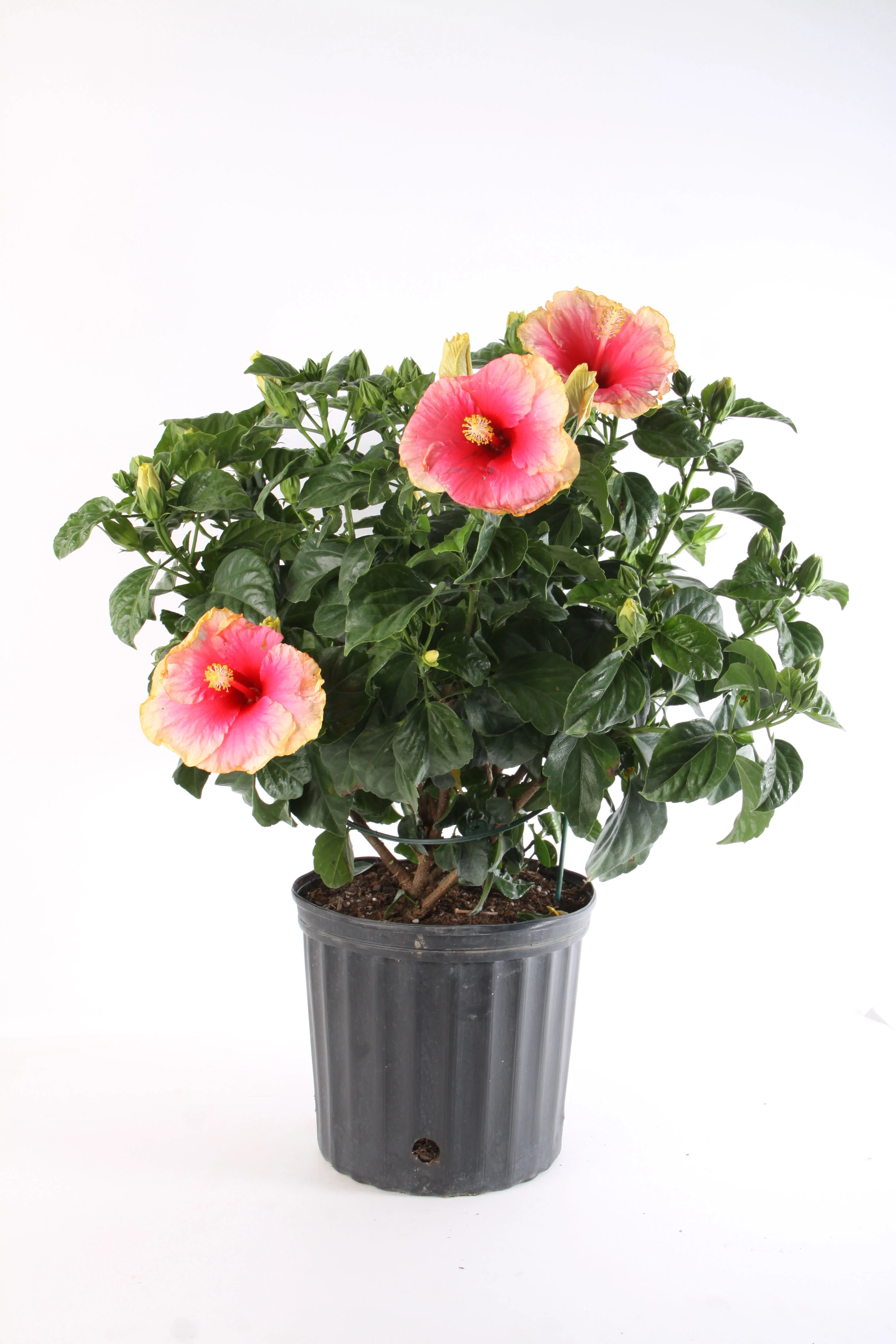 Expert Gardener Costa Farms Live Outdoor Multicolor Hibiscus Plant in 2g. Grower Pot